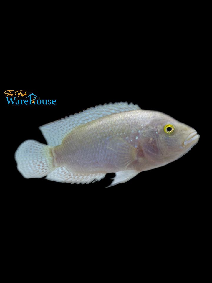 Pink Jack Dempsey Cichlid (Rocio octofasciata) The Fish Warehouse