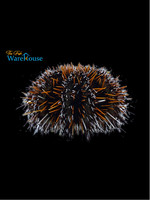 Orange Collector Urchin
