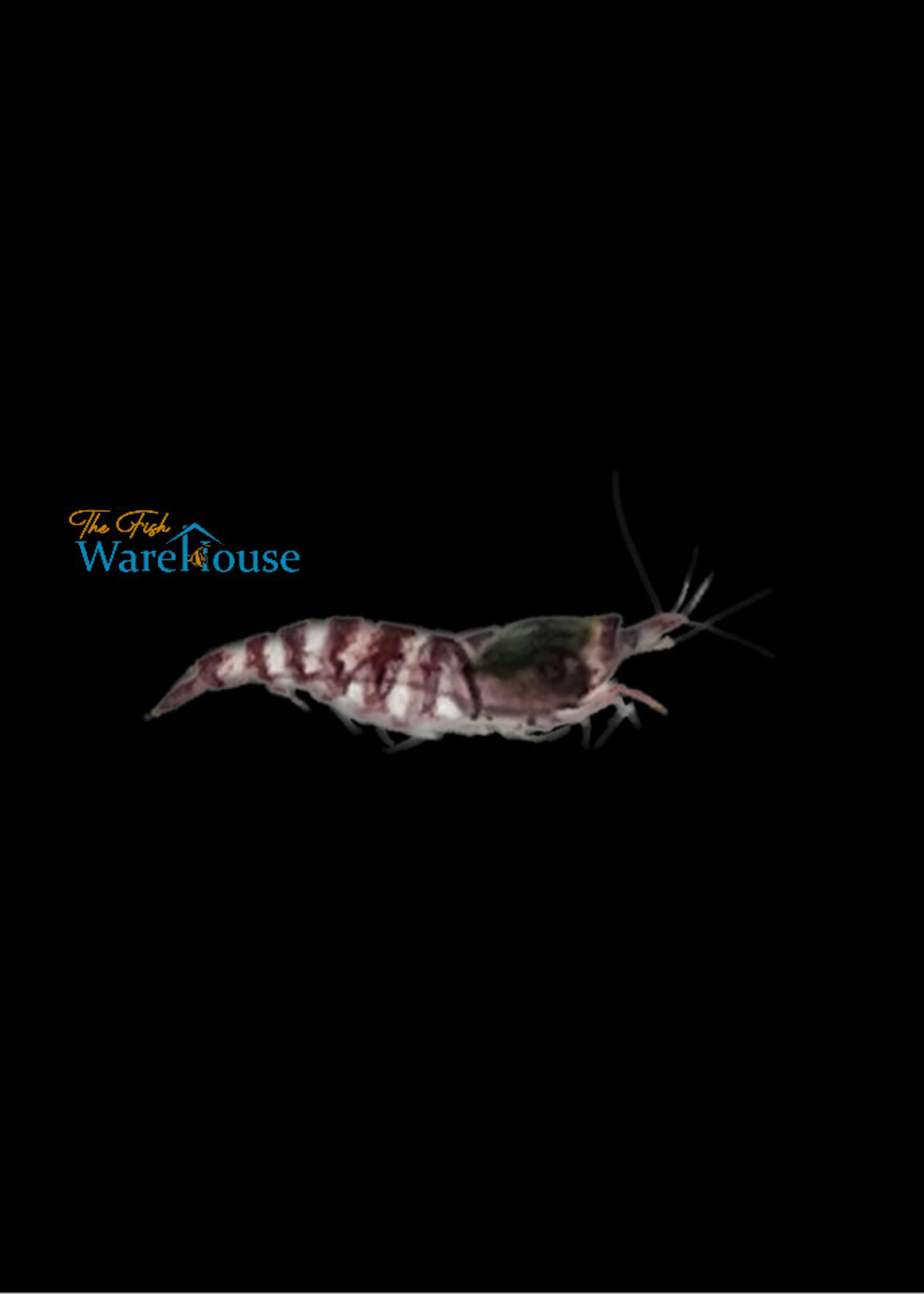 Purple Zebra Shrimp (Potamalpheops sp.) The Fish Warehouse