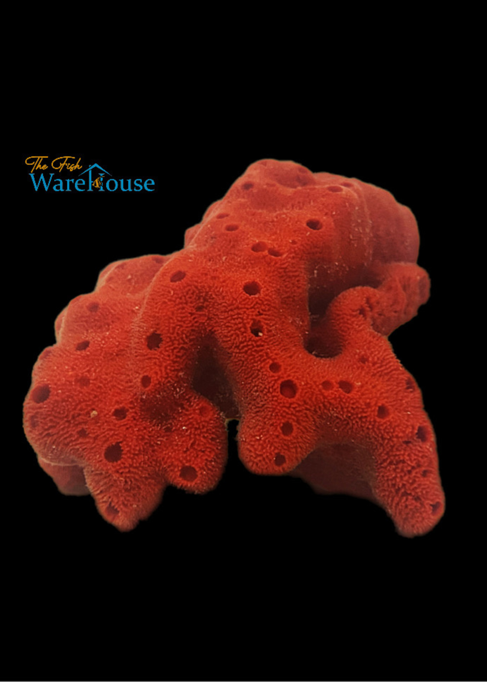 Red Ball Sponge (Pseudaxinella lunaecharta)