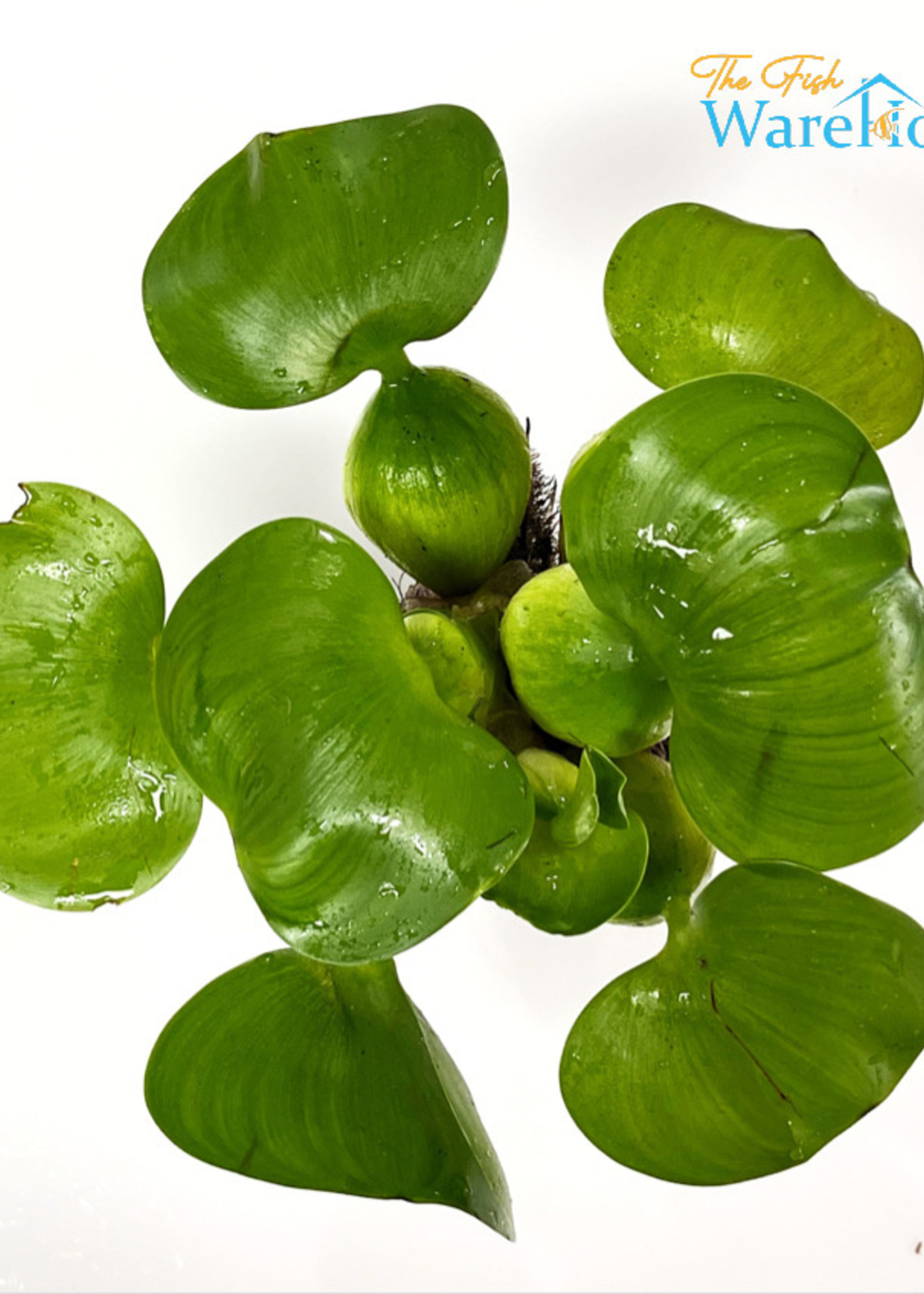 Water Hyacinth (Eichhornia crassipes) The Fish Warehouse