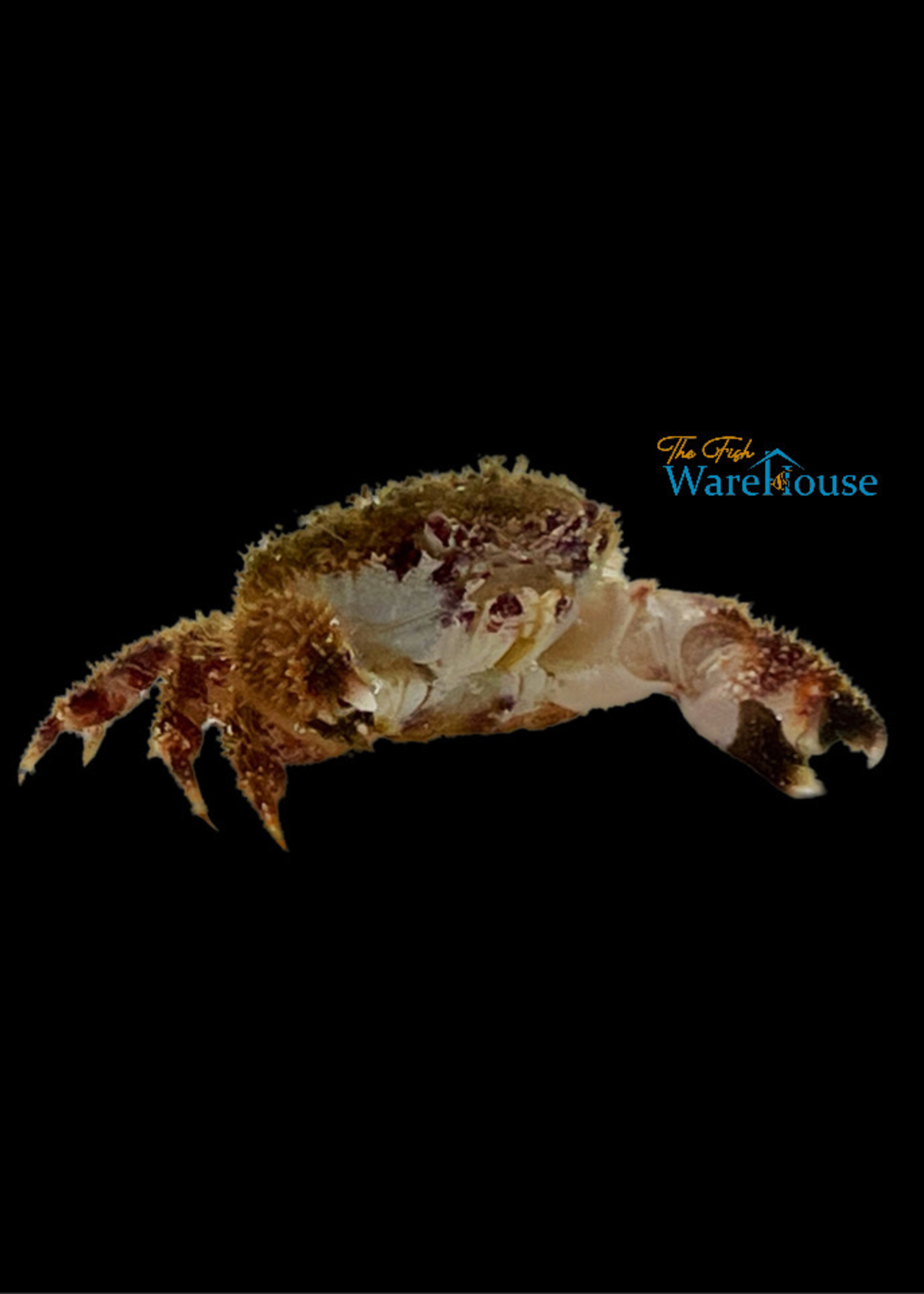 Teddybear Crab (Glyptoxanthus erosus)