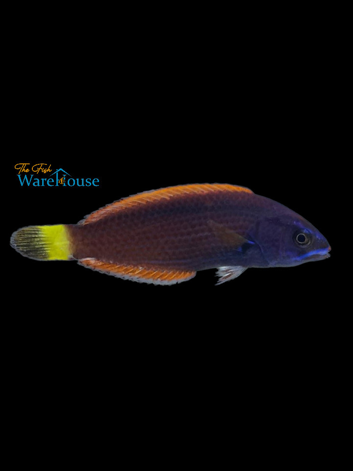 Chiseltooth Wrasse (Pseudodax moluccanus) The Fish Warehouse