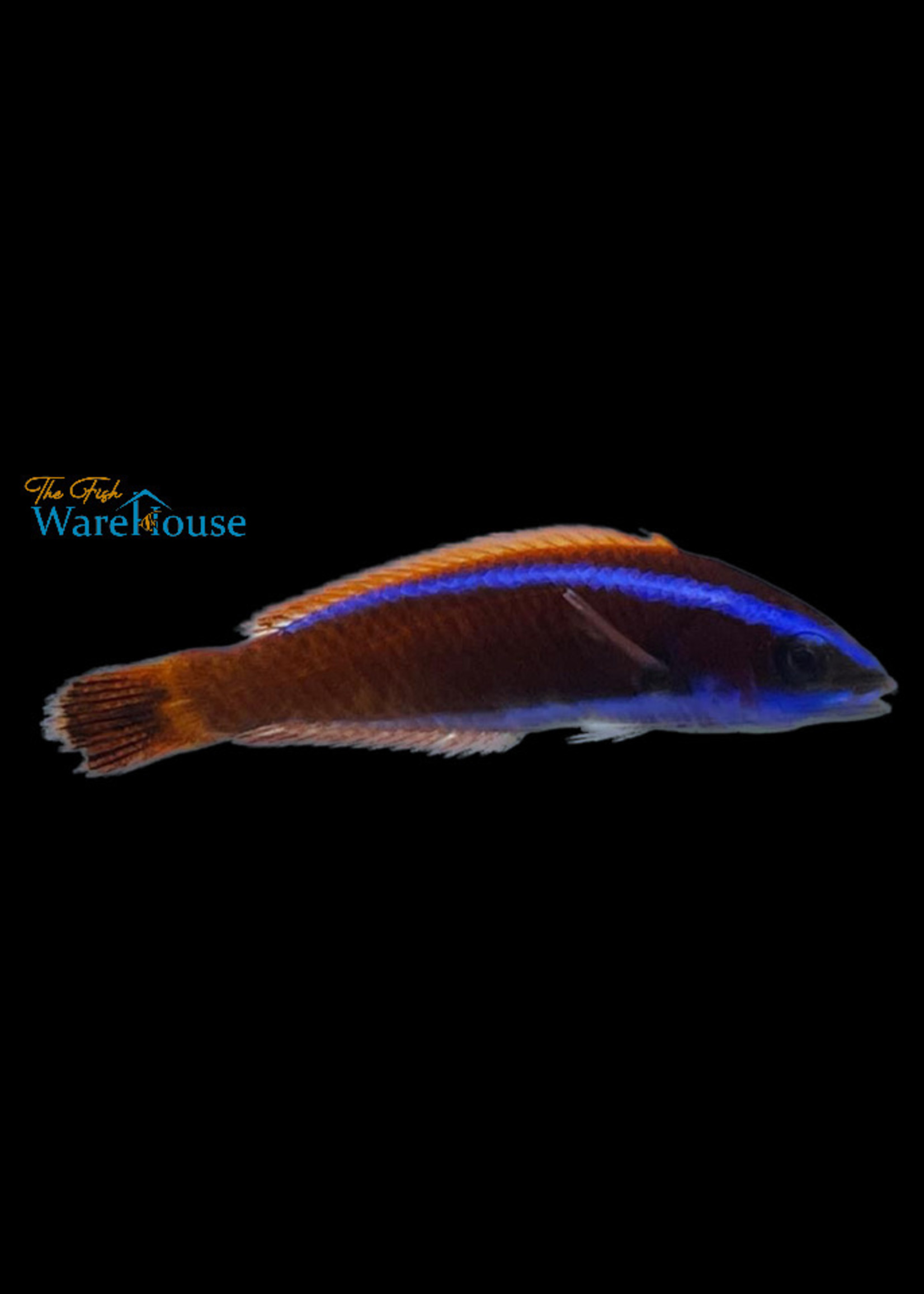 Chiseltooth Wrasse (Pseudodax moluccanus) The Fish Warehouse