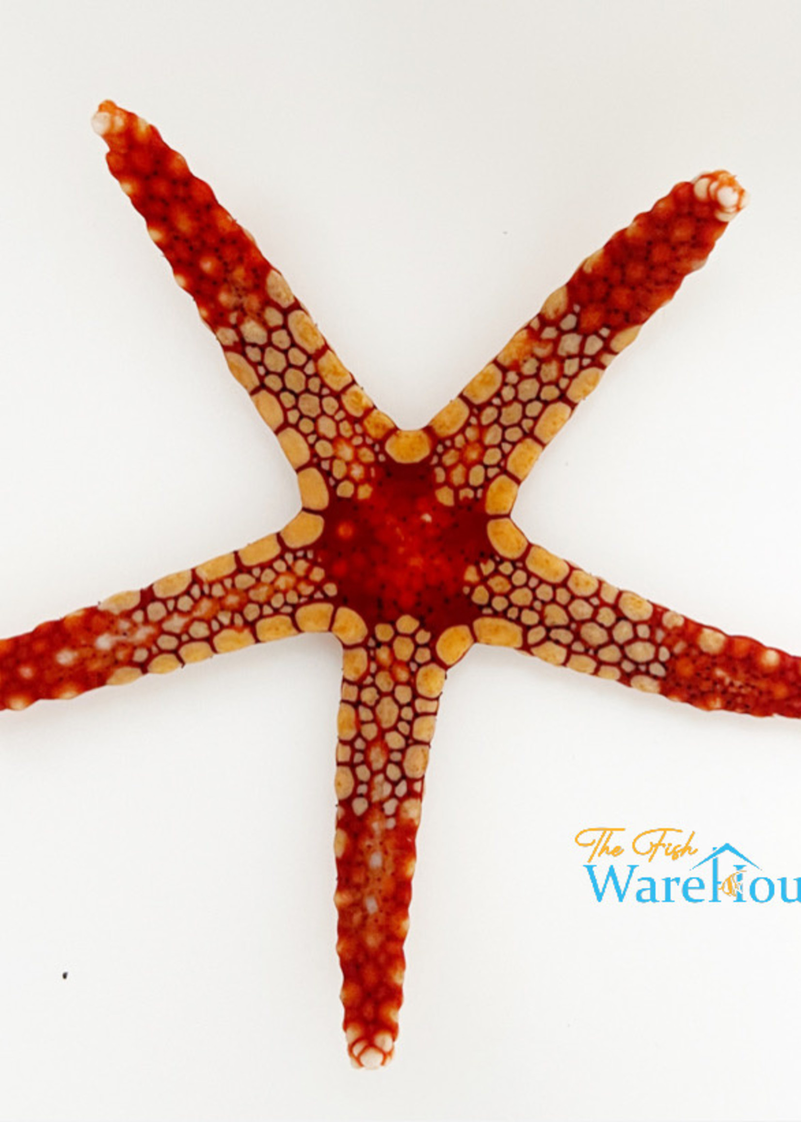 Elegant Sea Star (Fromia nodosa)