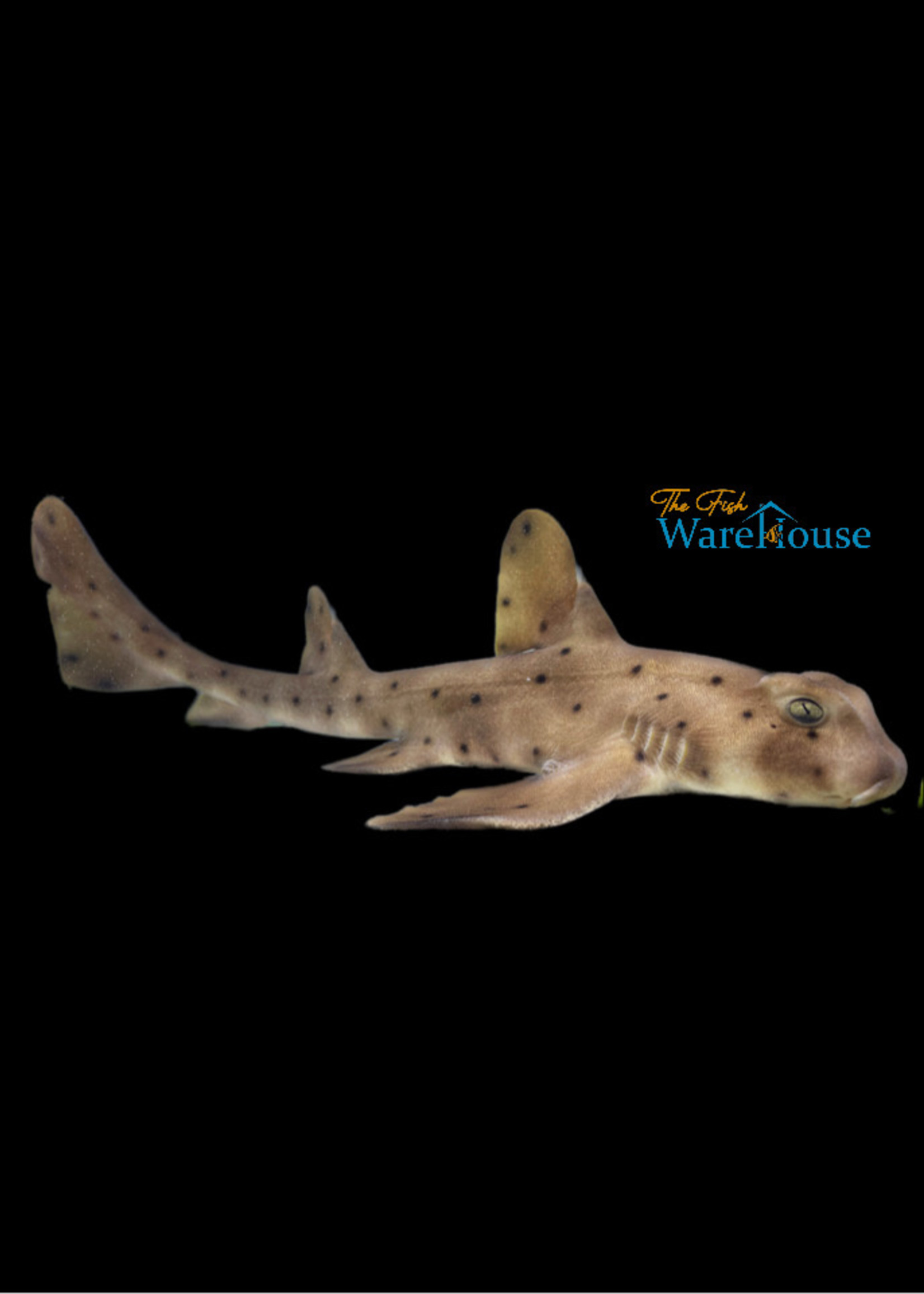 Horn Shark (Heterodontus francisci)