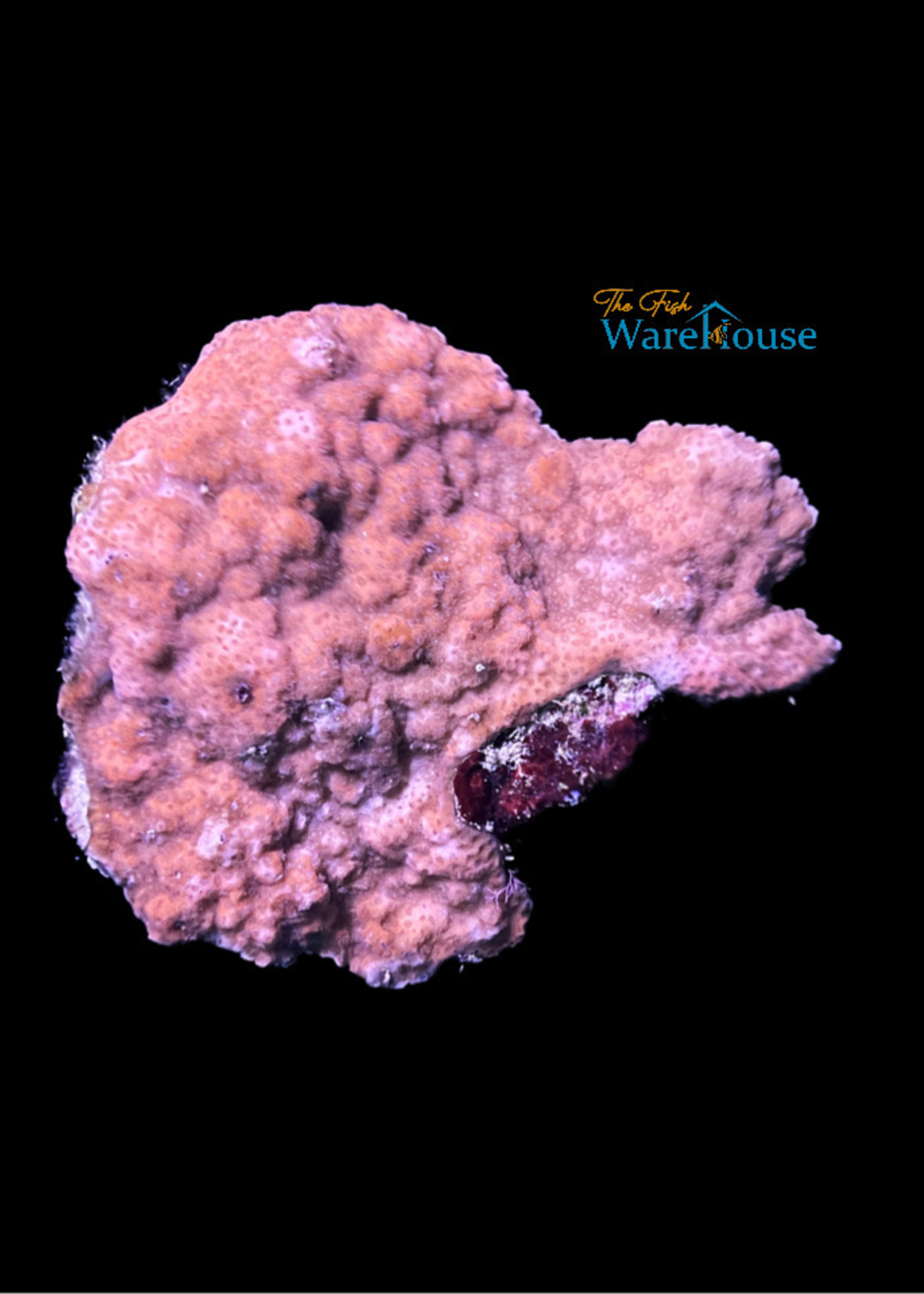 Orange Encrusting Montipora Coral (Montipora sp.)