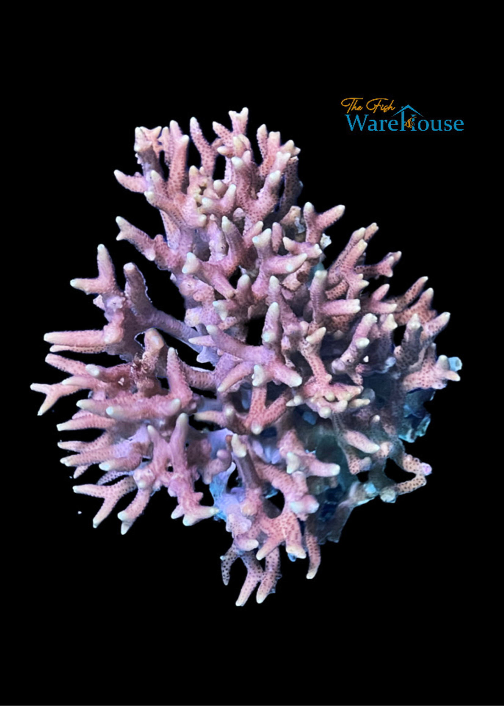 Pink Birdsnest Coral (Seriatopora hystrix)
