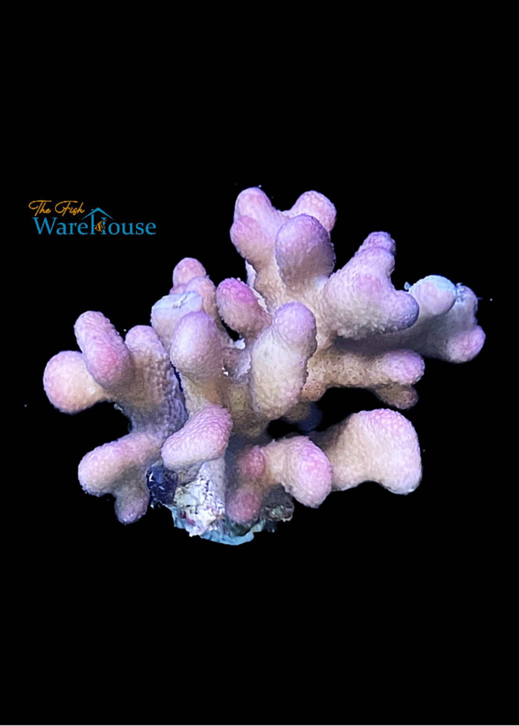 Pink Stylophora Coral (Stylophora sp.) - The Fish Warehouse