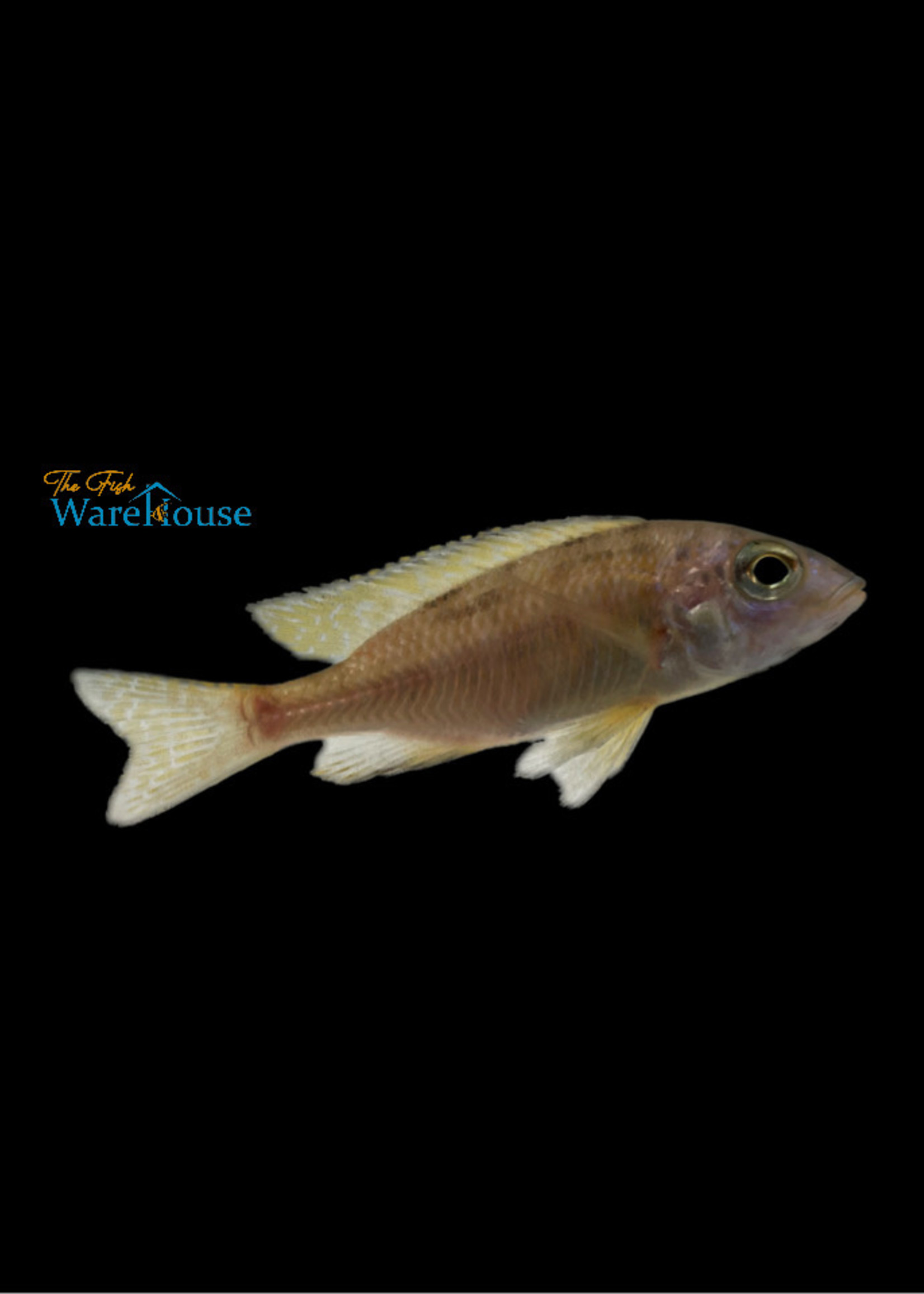 Gold Mbamba Bay Cichlid (Placidochromis sp. gold 'Mbamba Bay')