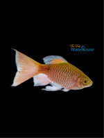 Longfin Super Red Rosy Barb