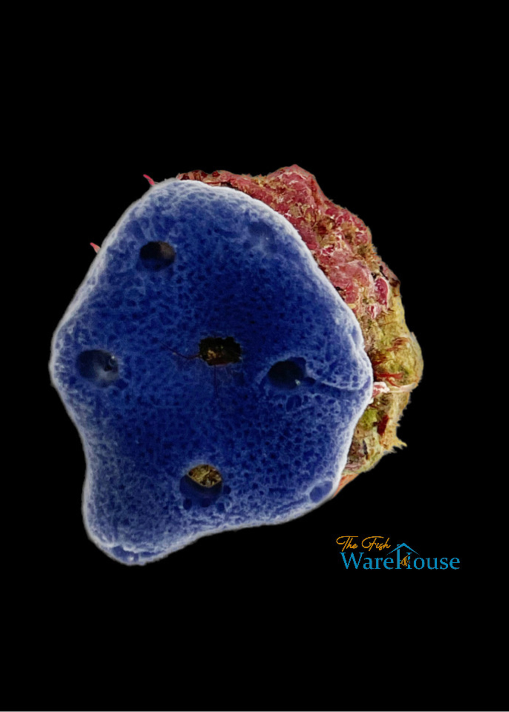 Blue Sponge (Haliclona caerulea) The Fish Warehouse