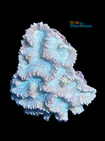 Oulophyllia Brain Coral