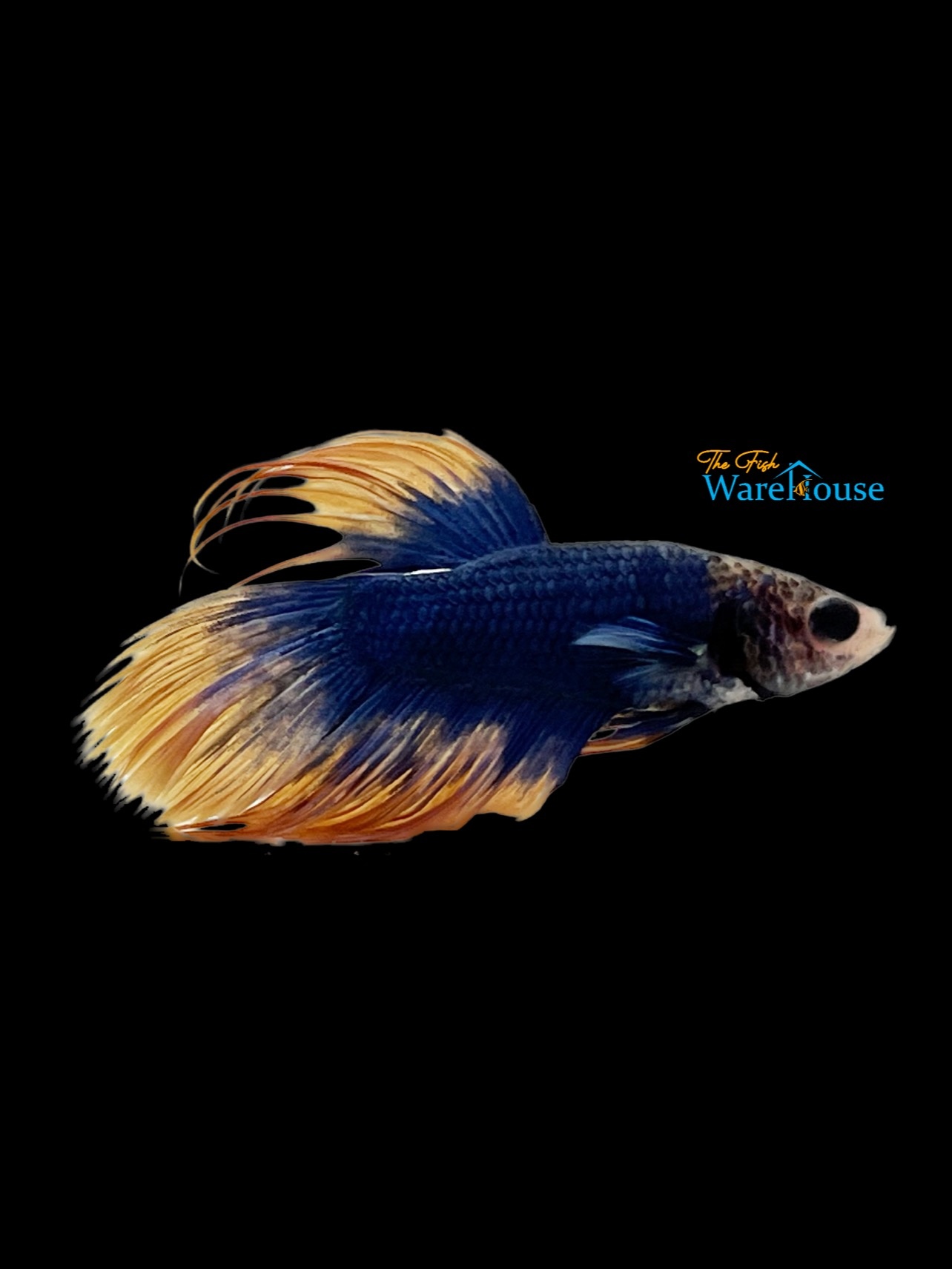 Blue Mustard Gas Crowntail Betta Male (Betta splendens) The Fish