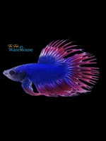 American Flag Crowntail Betta - Male