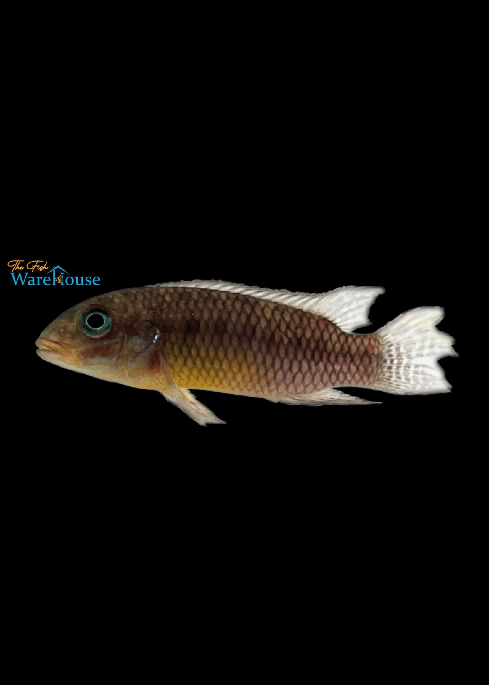 Ndonga Kribensis (Pelvicachromis kribensis 'Ndonga')