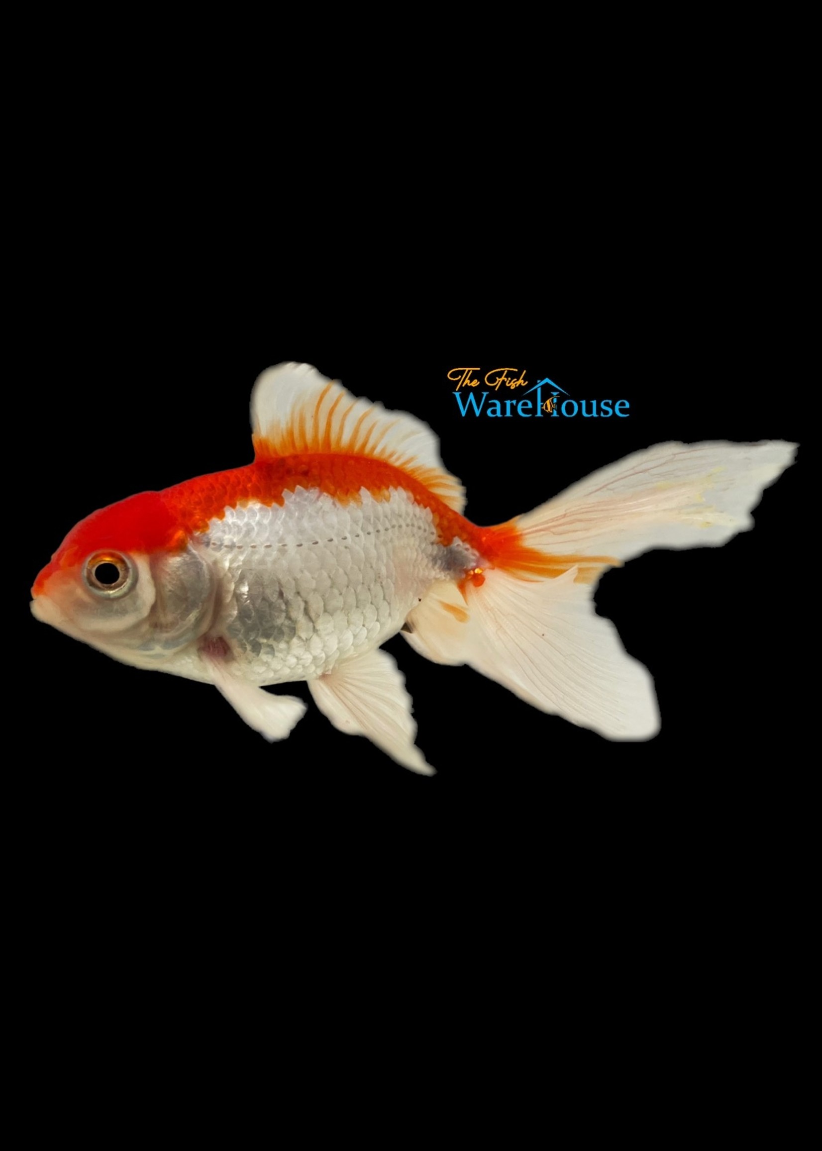 Fancy Fantail Goldfish (Carassius auratus)