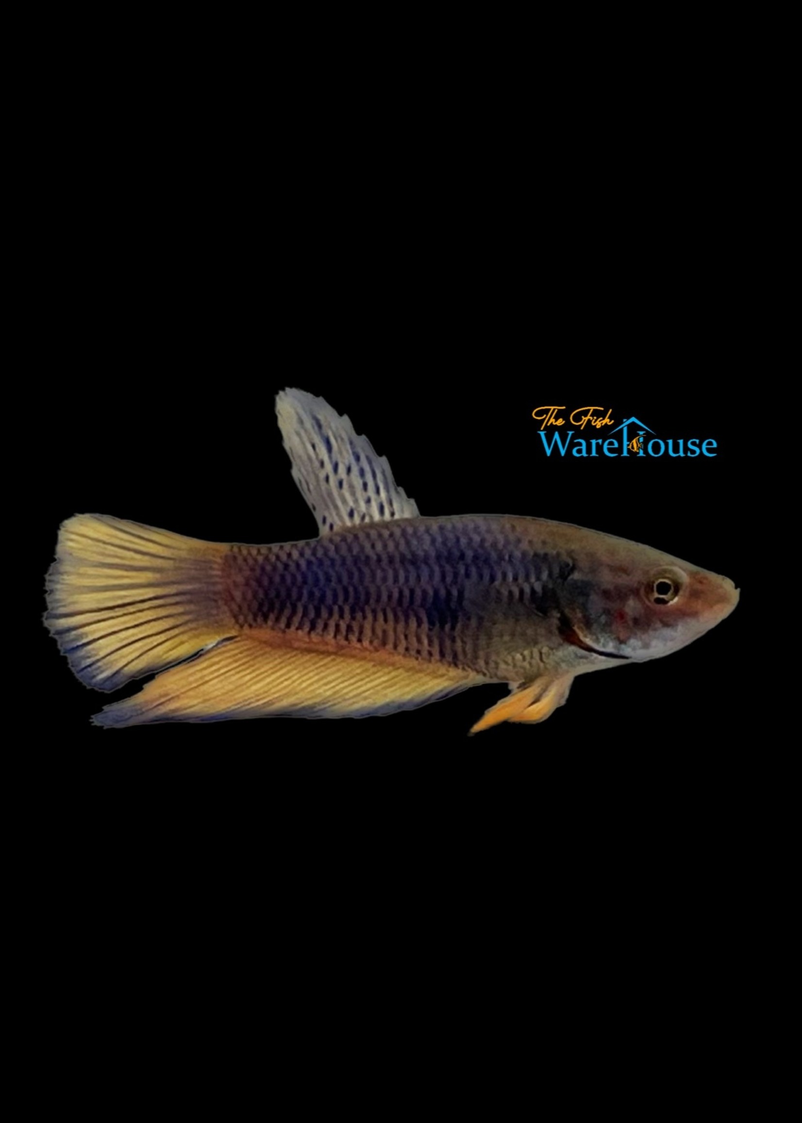 Blue Mustard Gas Plakat Betta Male (Betta splendens) The Fish Warehouse