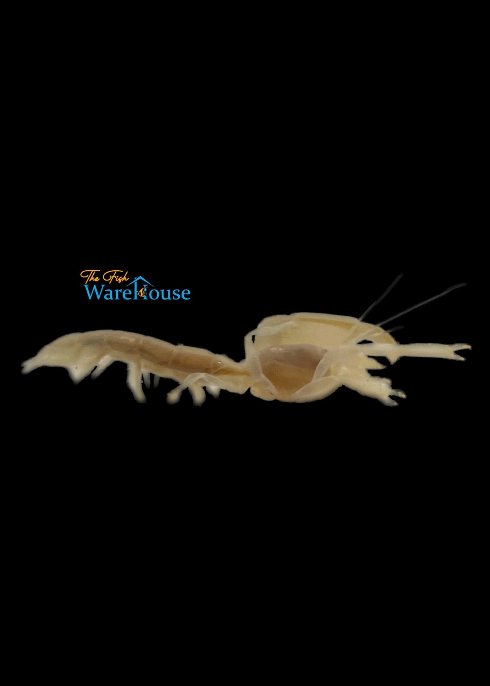 Clawed Ghost Shrimp (Neotrypaea sp.)