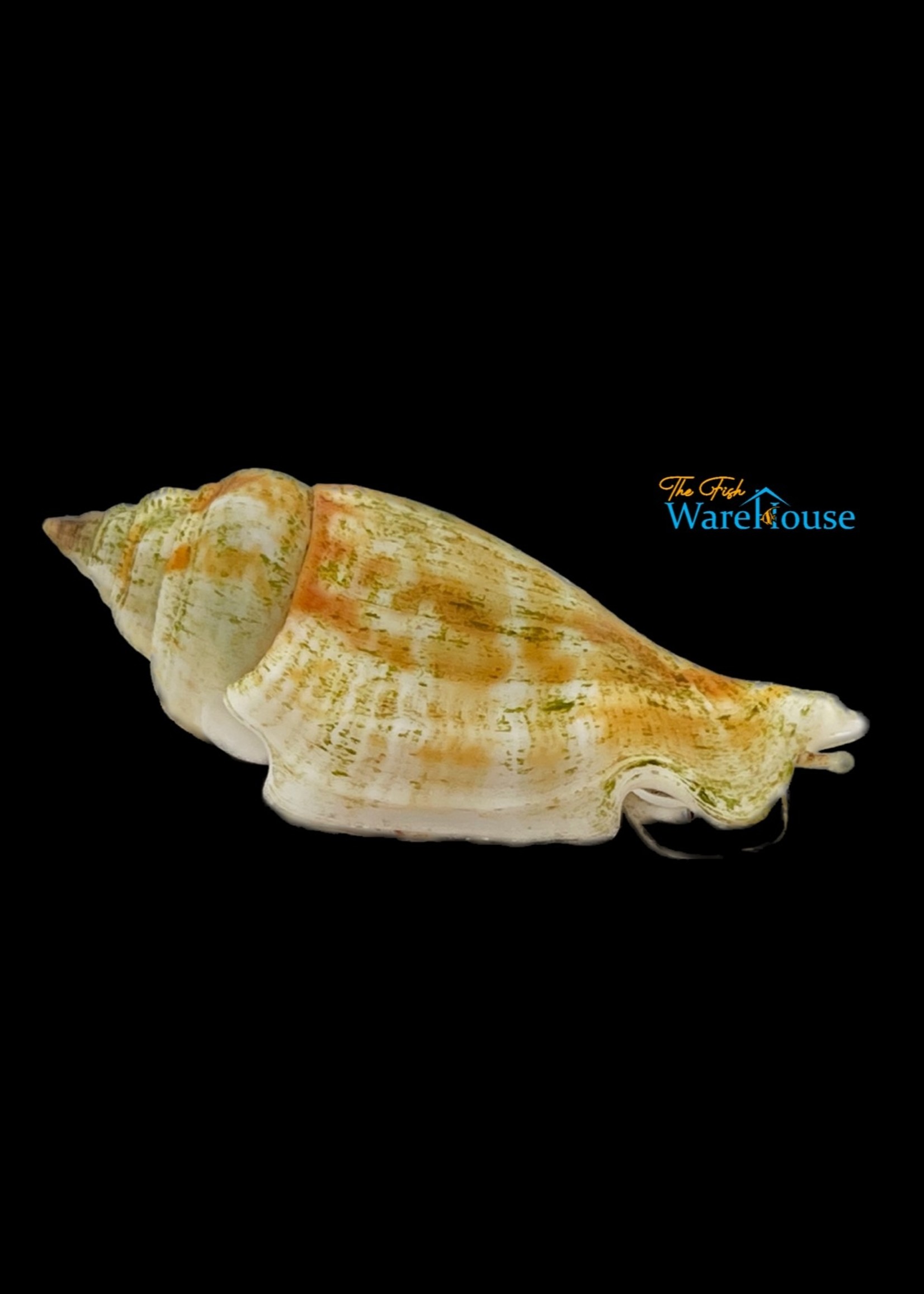 Tonga Fighting Conch Snail (Strombus gibberulus) The Fish Warehouse