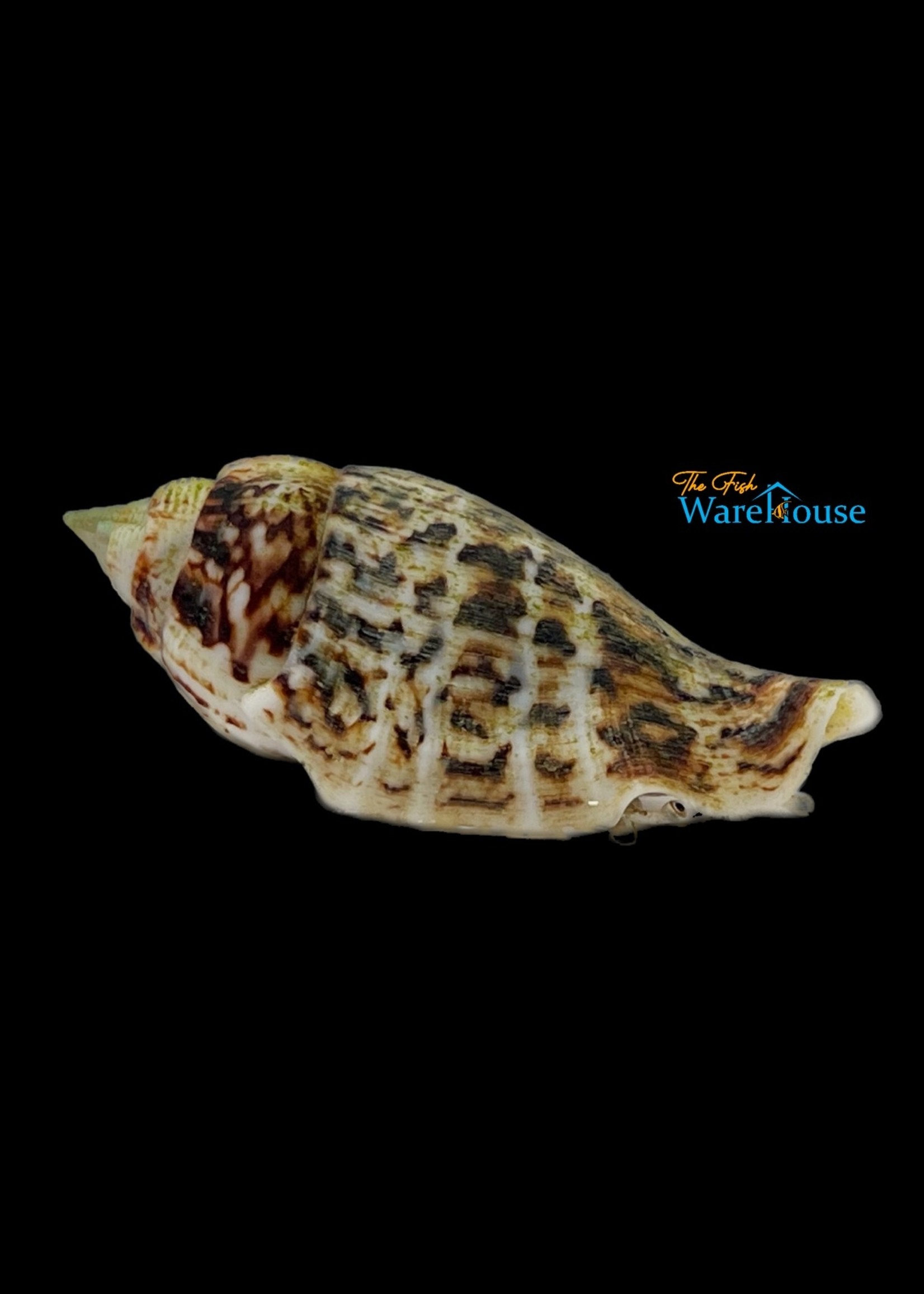 Tonga Fighting Conch Snail (Strombus gibberulus) The Fish Warehouse
