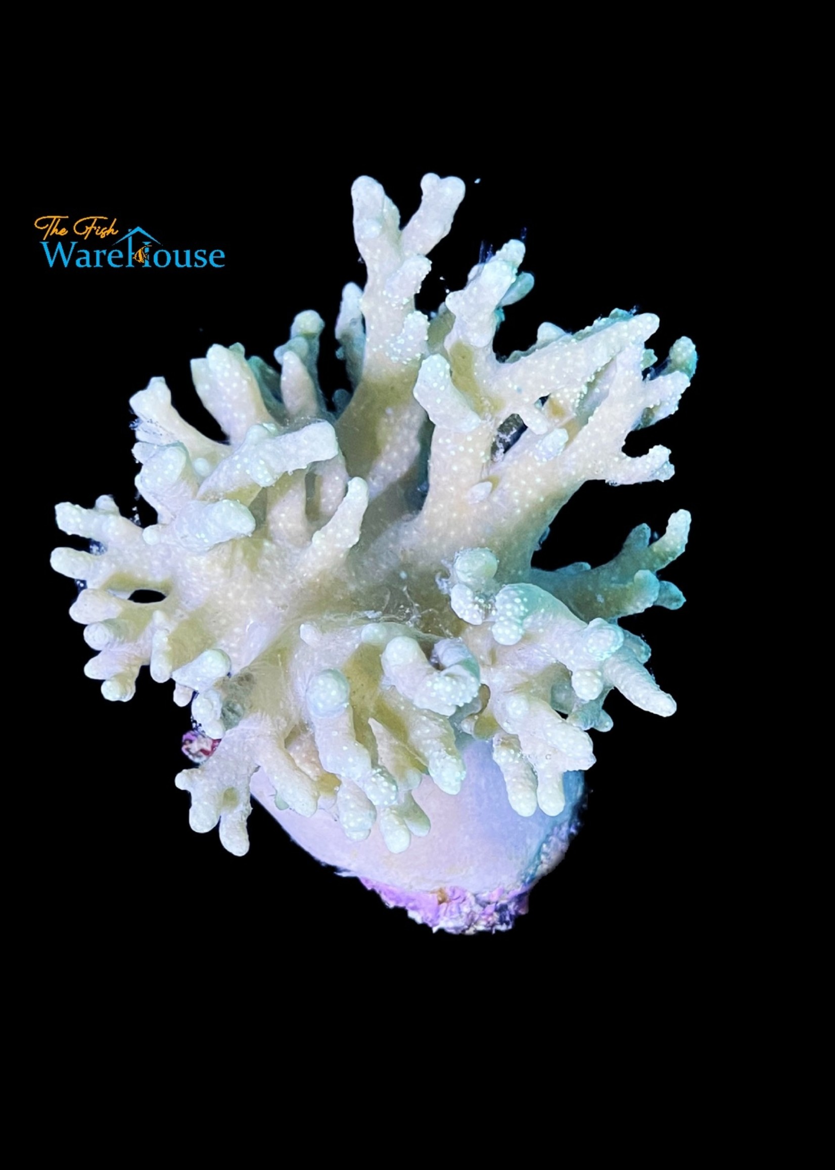 Mushroom Finger Leather Coral (Sinularia sp.)