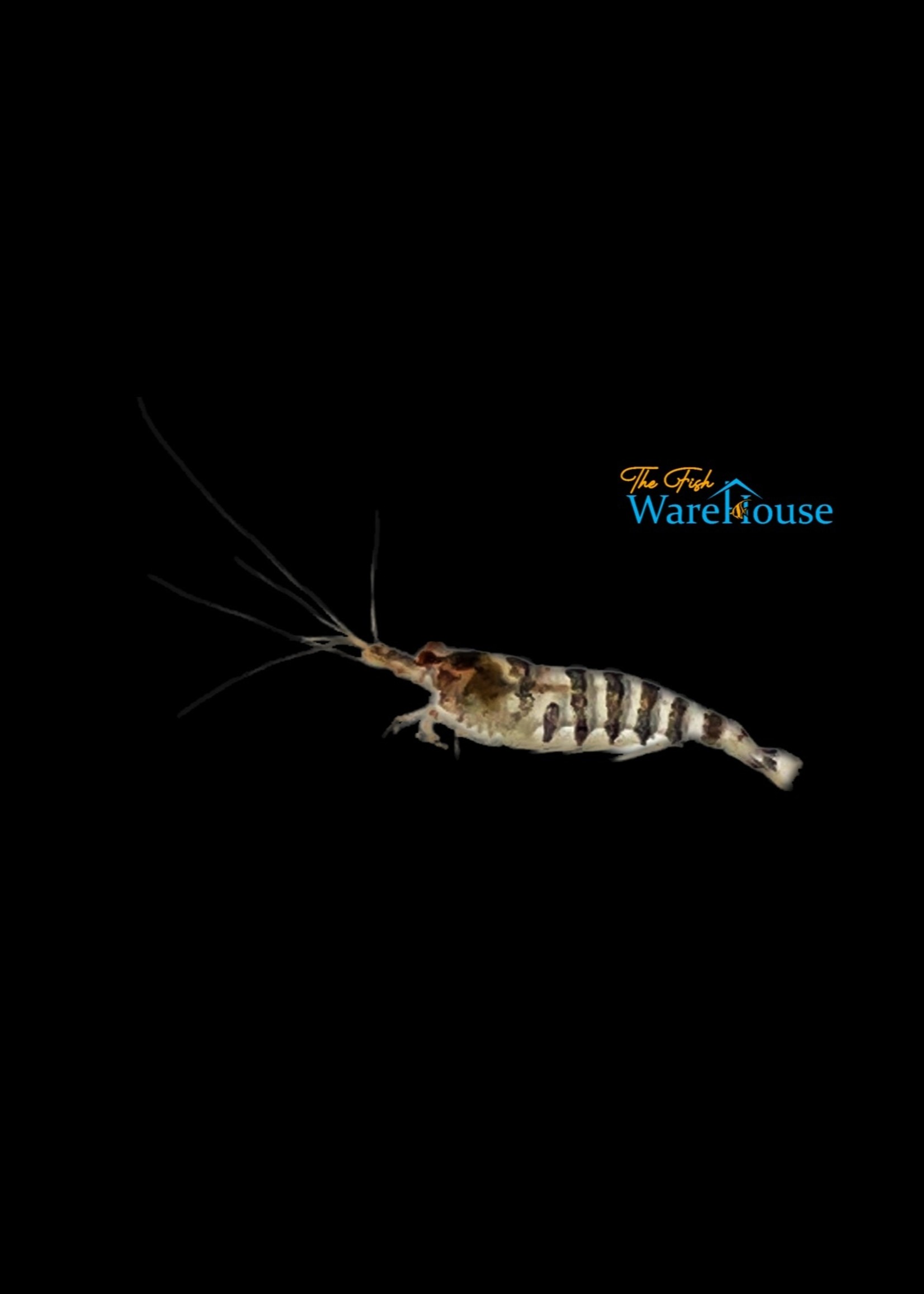 Indian Zebra Shrimp (Caridina babaulti) The Fish Warehouse
