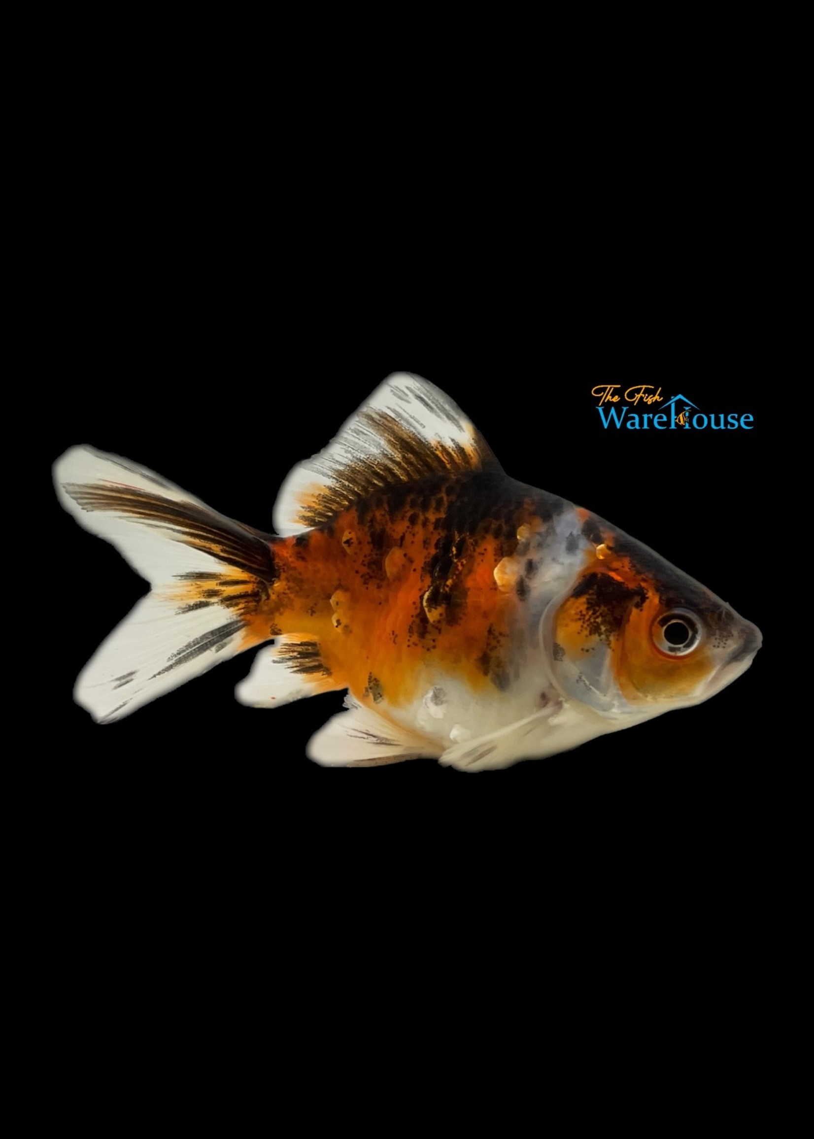 Nymph Goldfish (Carassius auratus)