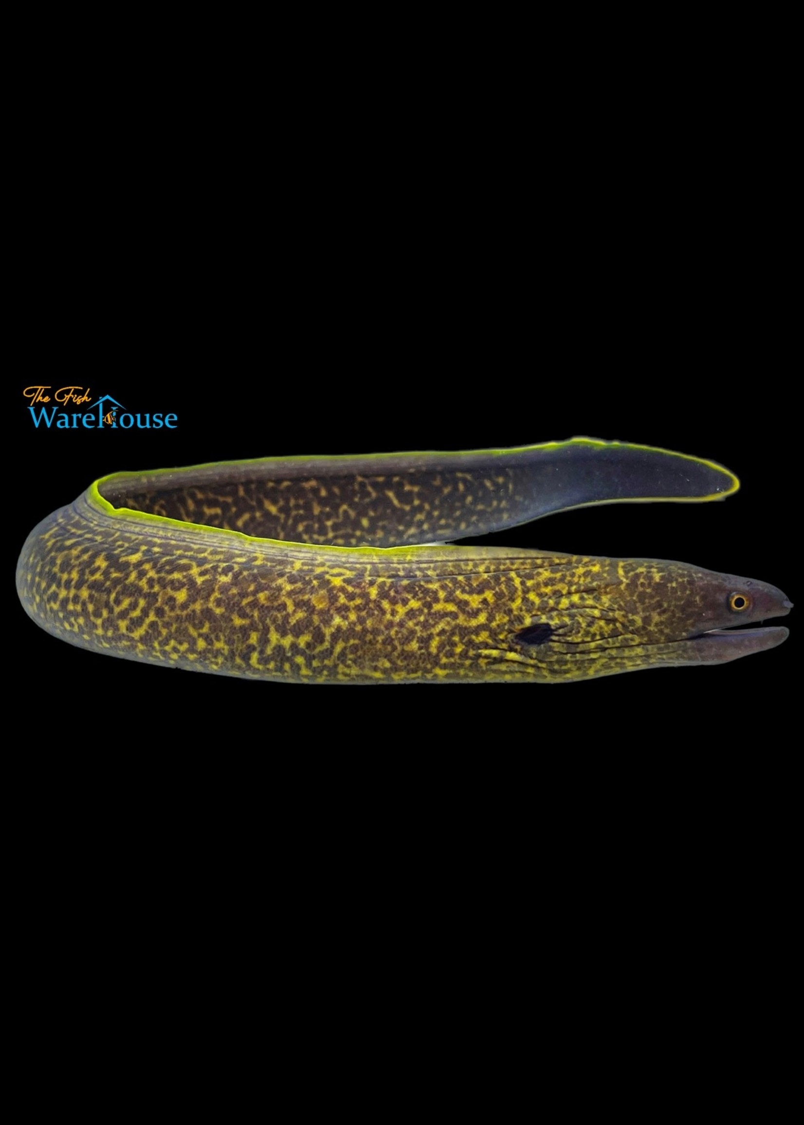 Yellow Edged Moray Eel (Gymnothorax flavimarginatus) The Fish Warehouse