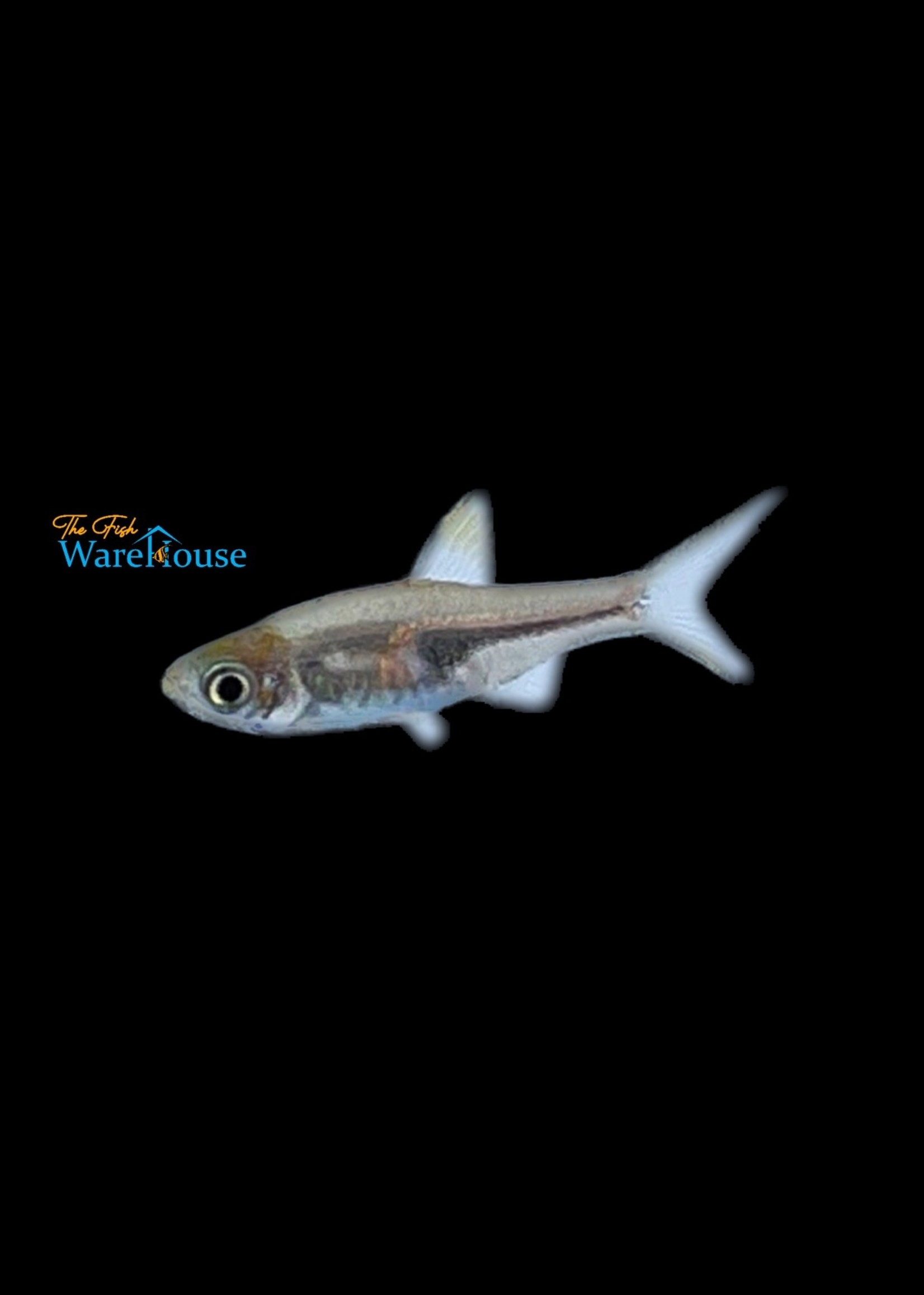 Espei Rasbora (Trigonostigma espei) The Fish Warehouse