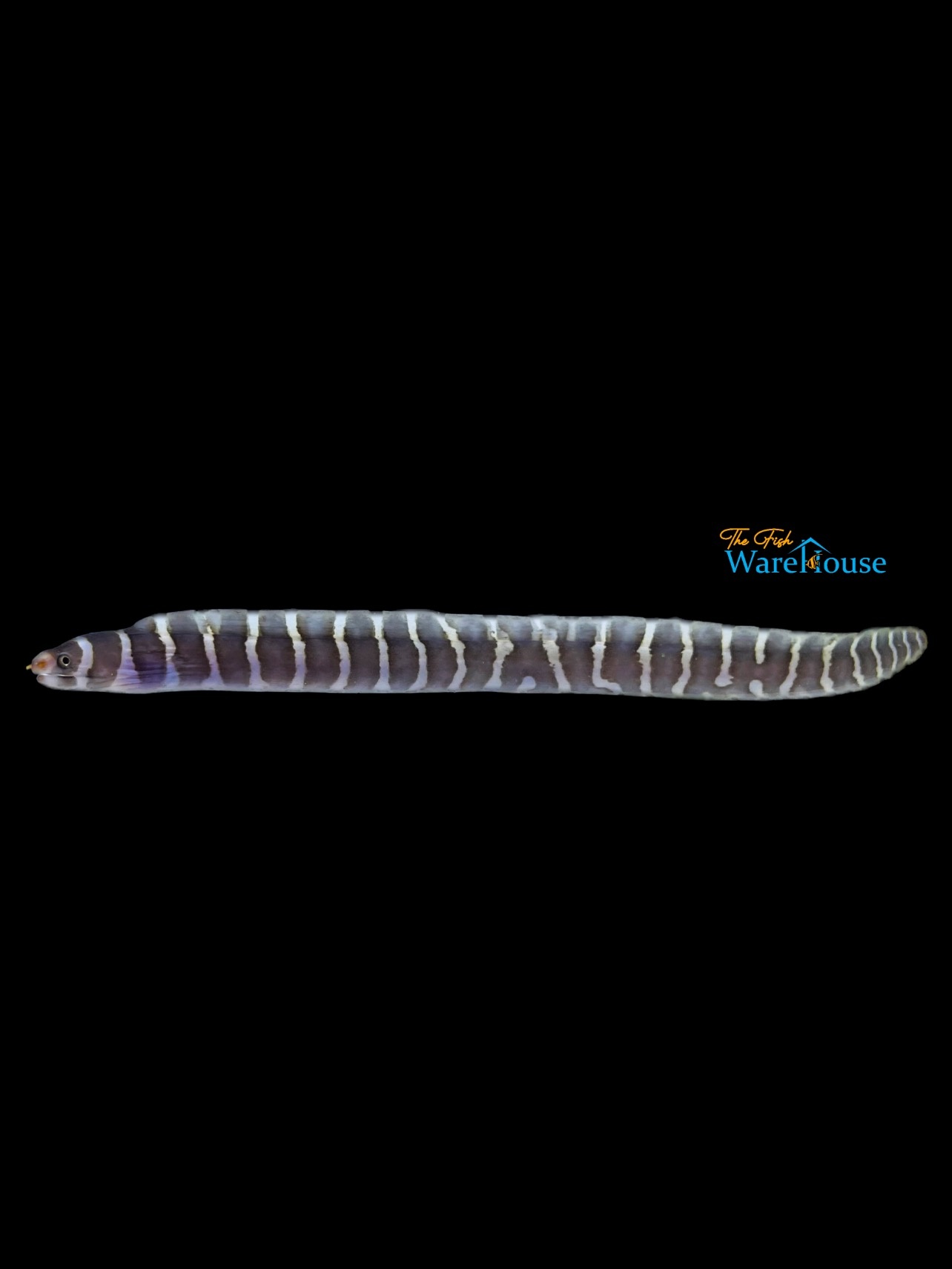 Barred Moray Eel (Echidna polyzona) The Fish Warehouse