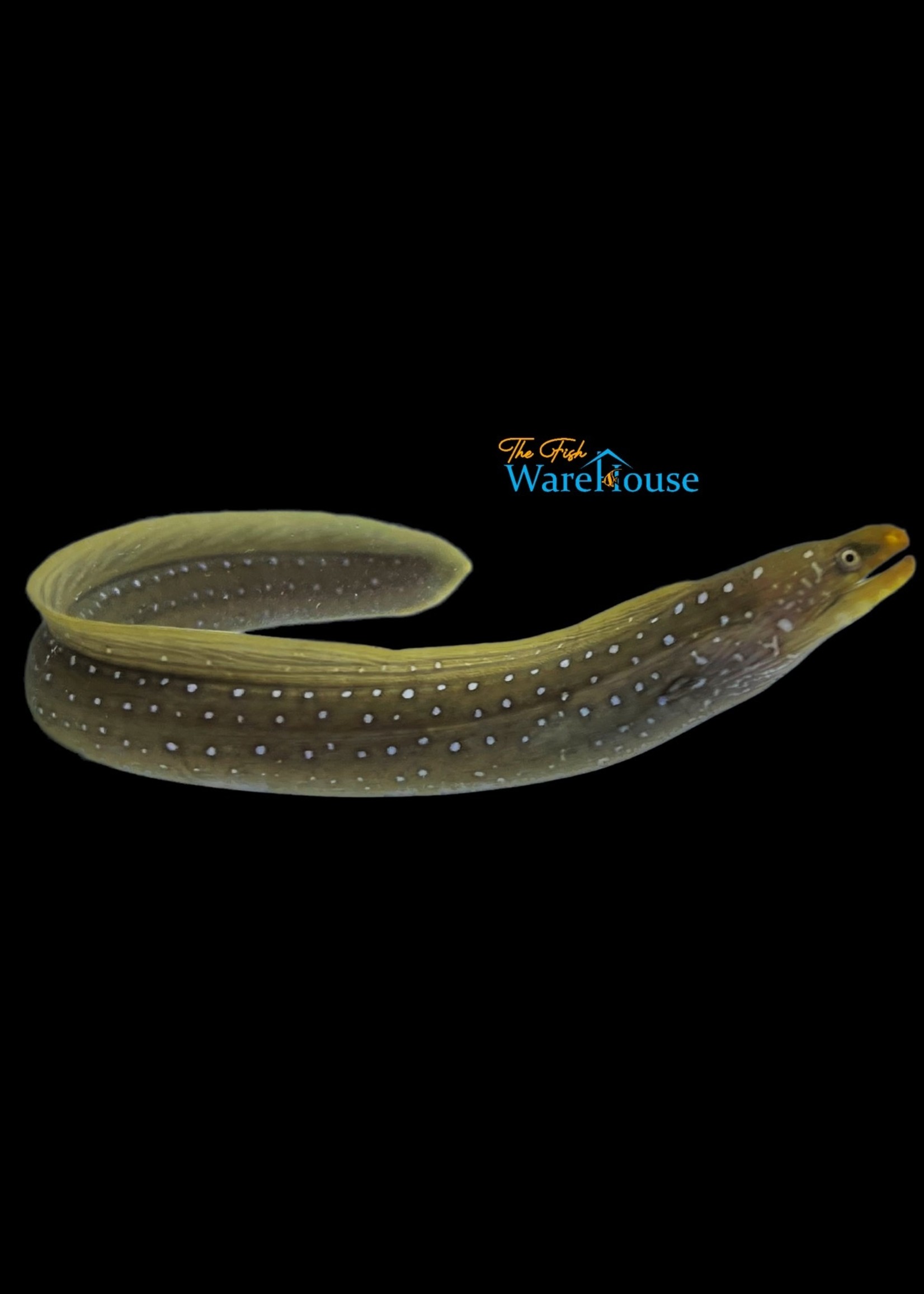 Palenose Moray Eel (Echidna nocturna) The Fish Warehouse