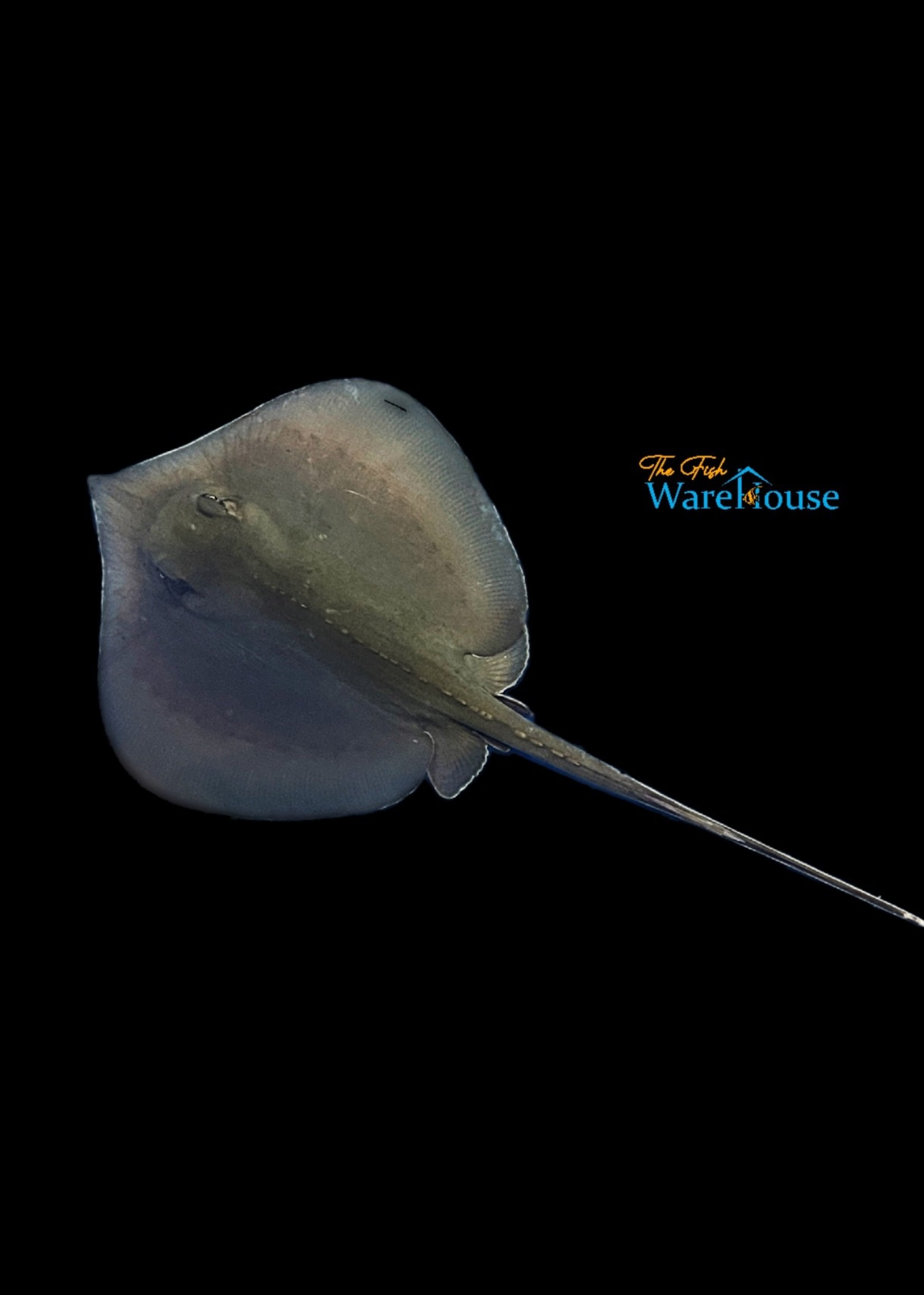 Stringre Fish Southern Stingray Fish , What Do Stingrays Eat And Eating Behaviors – IHUGQ