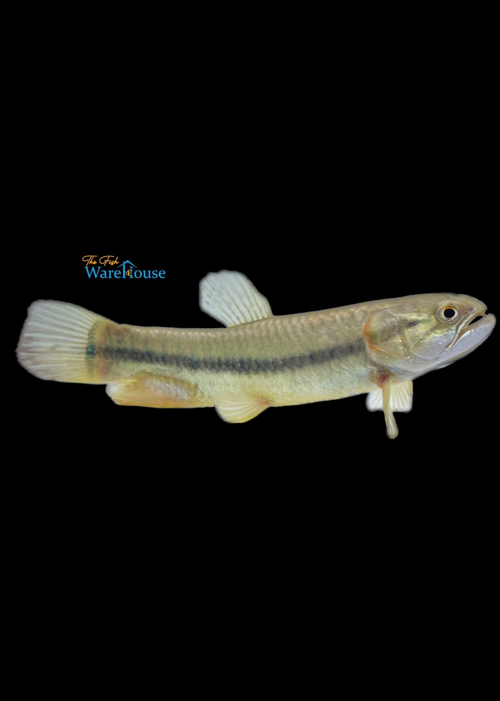 Gold Wolf Fish (Hoplerythrinus unitaeniatus)