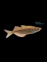 Red Irian Rainbowfish