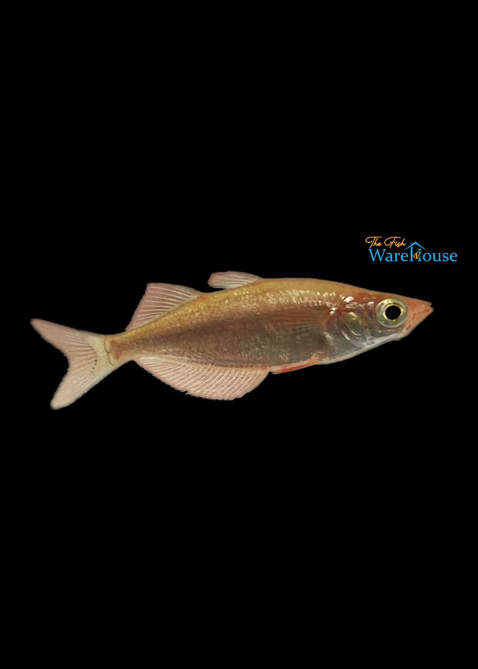 Red Irian Rainbowfish (Glossolepis incisus)