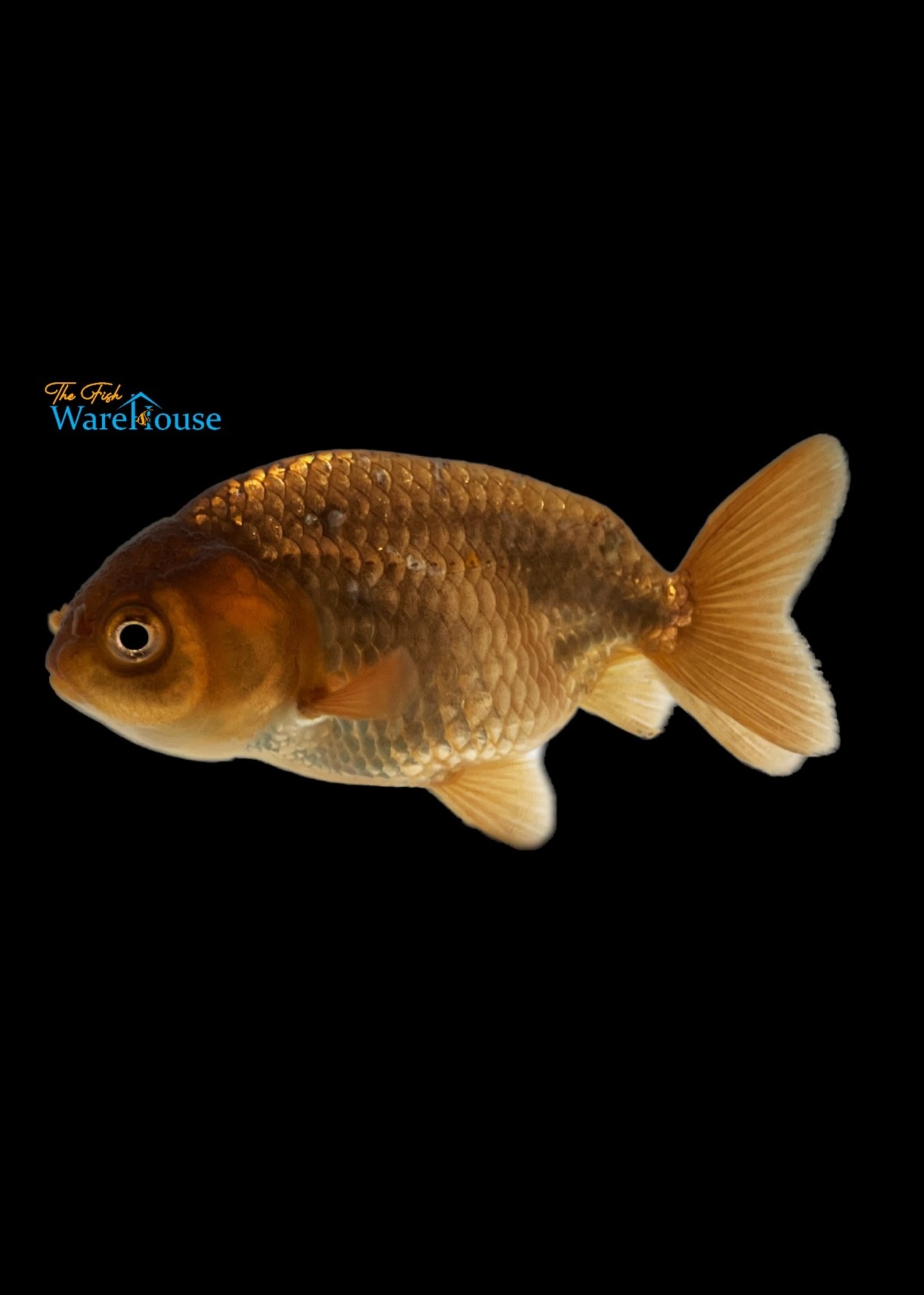 Assorted Ranchu Goldfish (Carassius auratus)