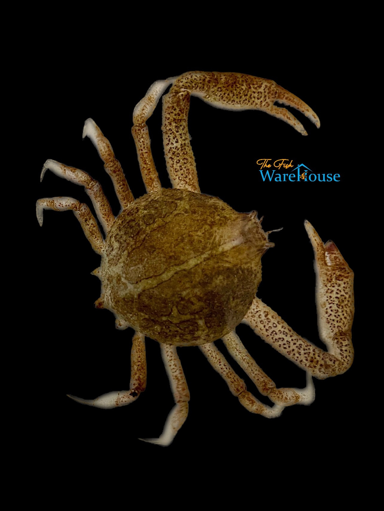 Mottled Purse Crab (Persephona mediterranea) The Fish Warehouse