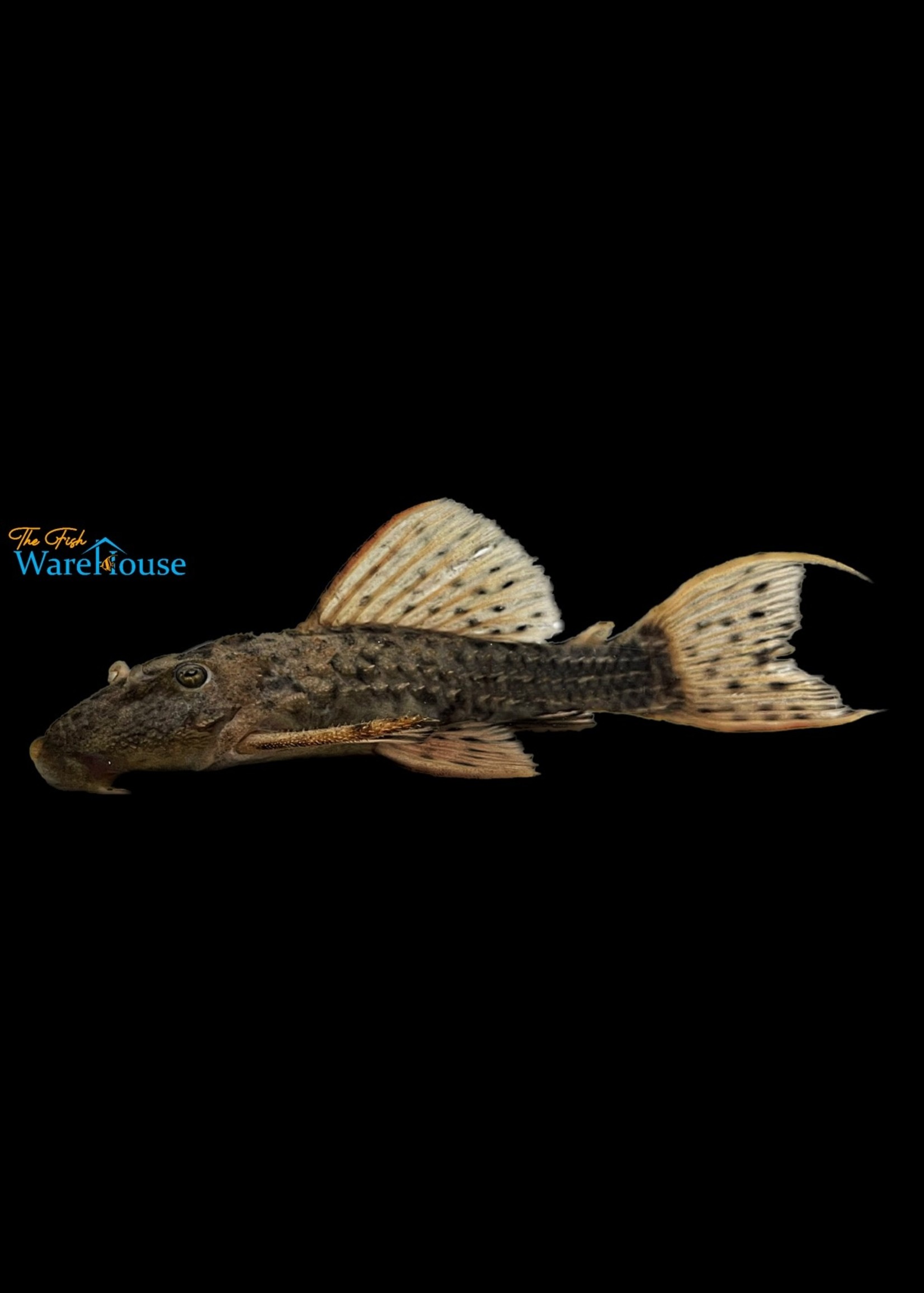 Spiny Monster Pleco L096 (Pseudacanthicus spinosus L096)