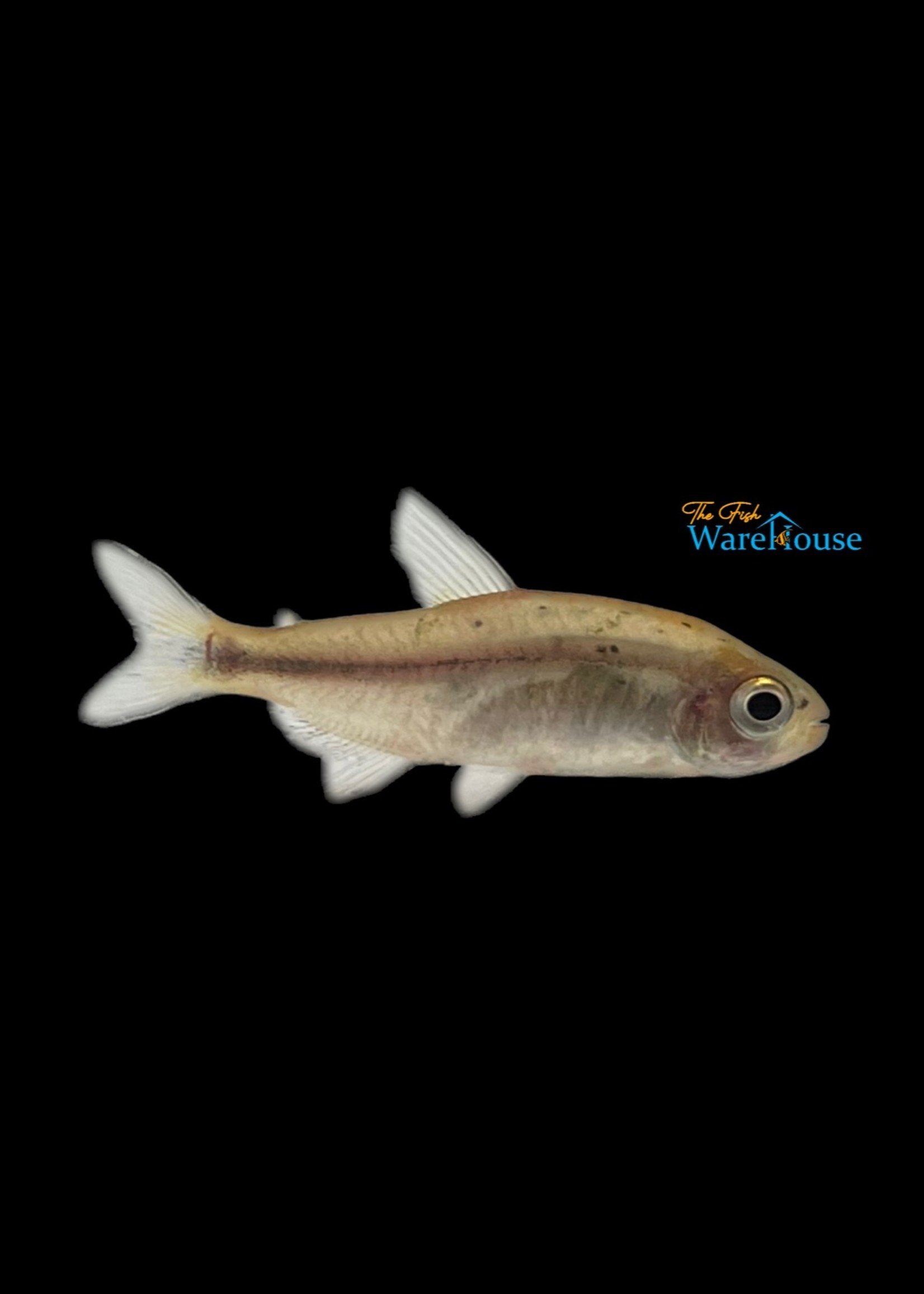 Infernal Tetra (Hyphessobrycon infernalis) - The Fish Warehouse