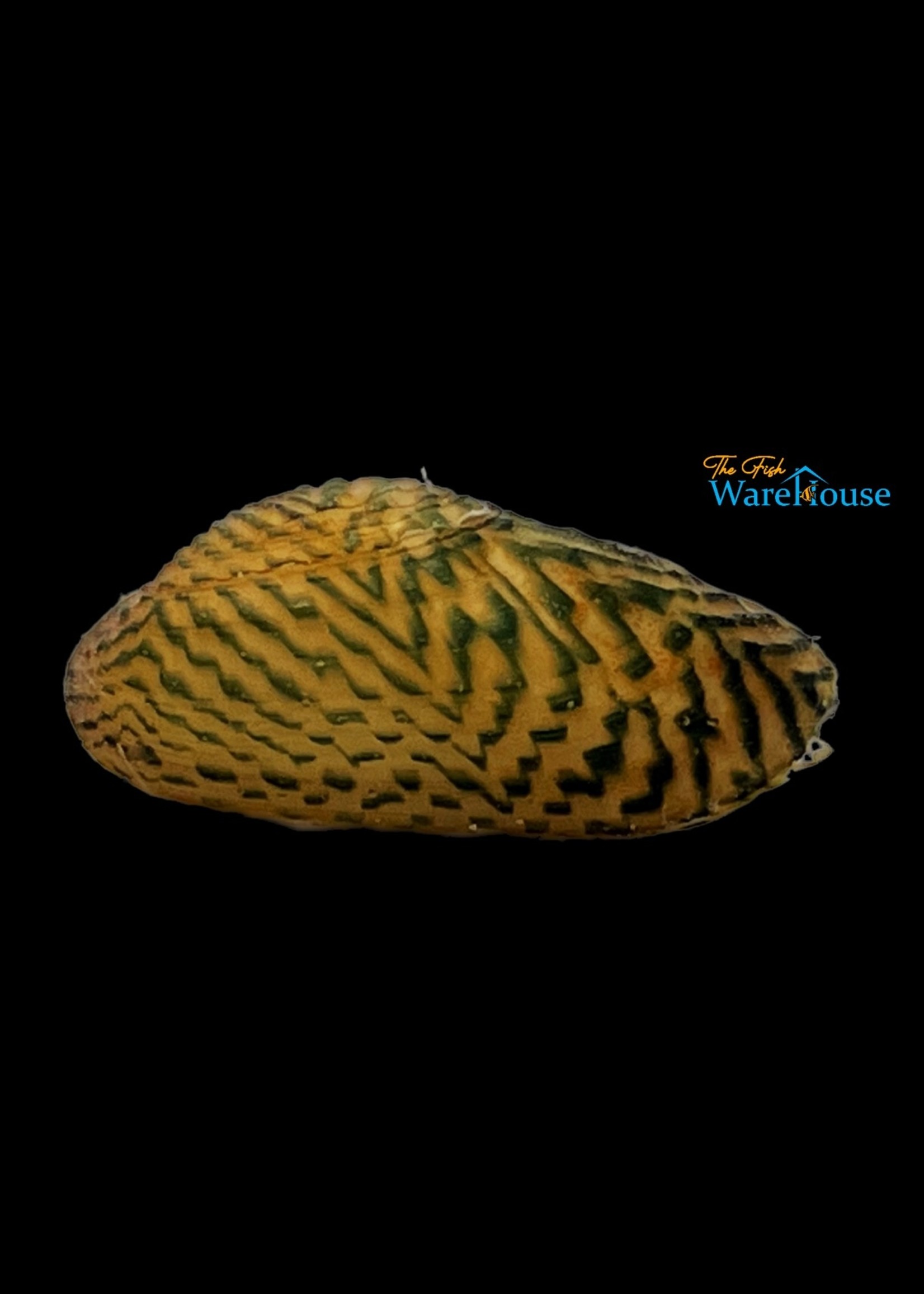 Golden Bettle Mussel (Scabies crispata)