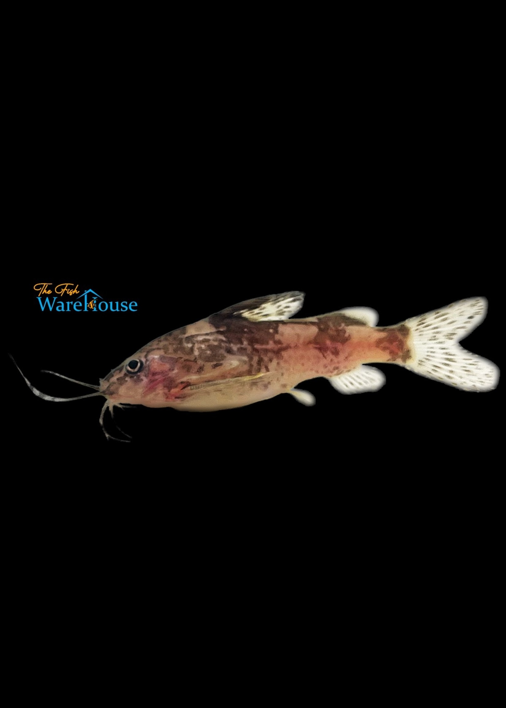 Payne's Catfish (Mochokiella paynei) The Fish Warehouse