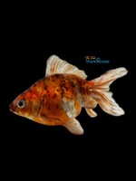Calico Fantail Goldfish