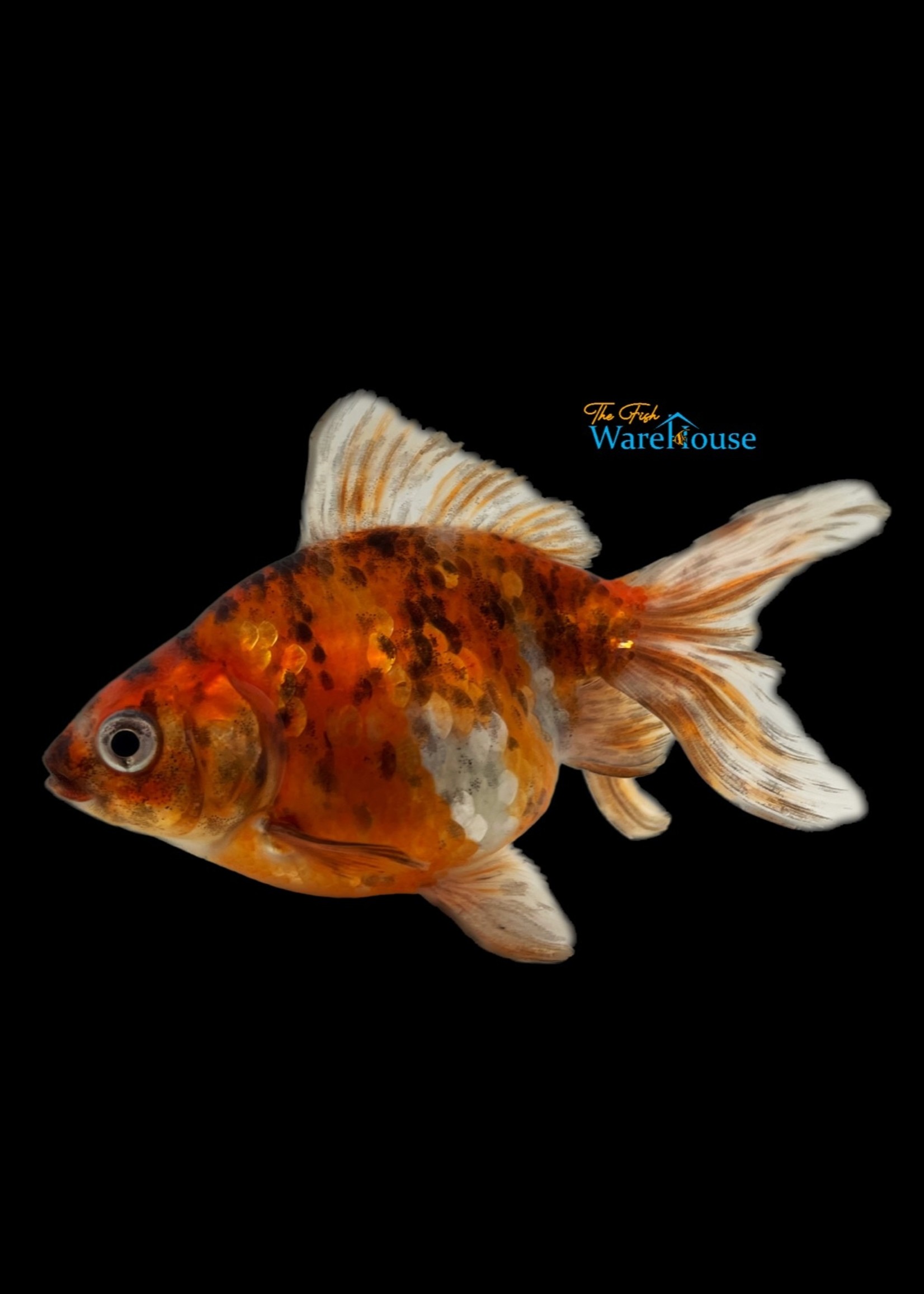 Calico Fantail Goldfish (Carassius auratus)