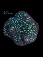 Green Maze Brain Coral