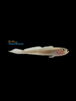Banner Goby