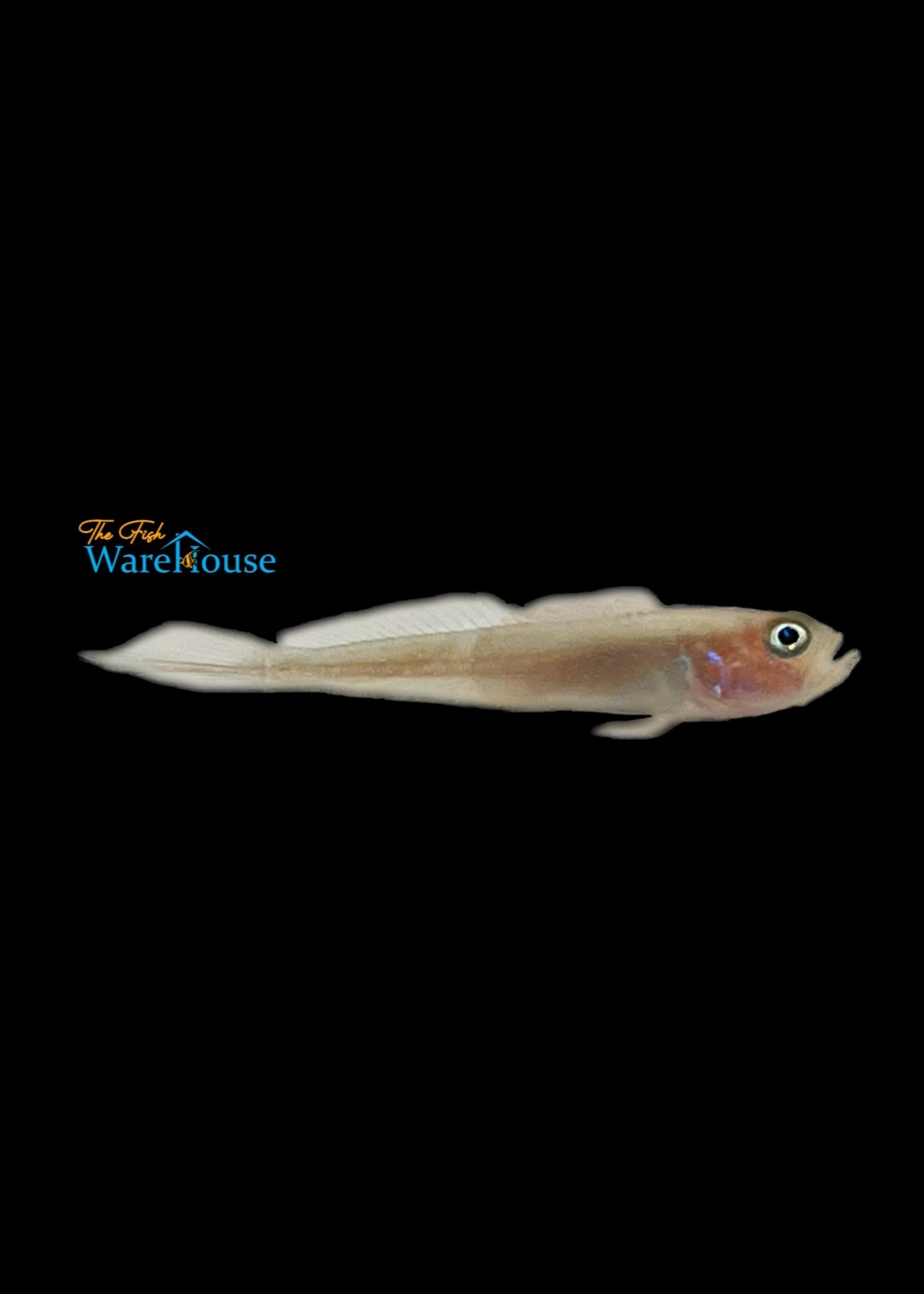 Banner Goby (Microgobius microlepis)