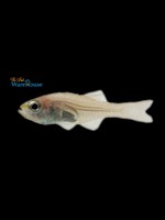 Sawcheek Cardinalfish