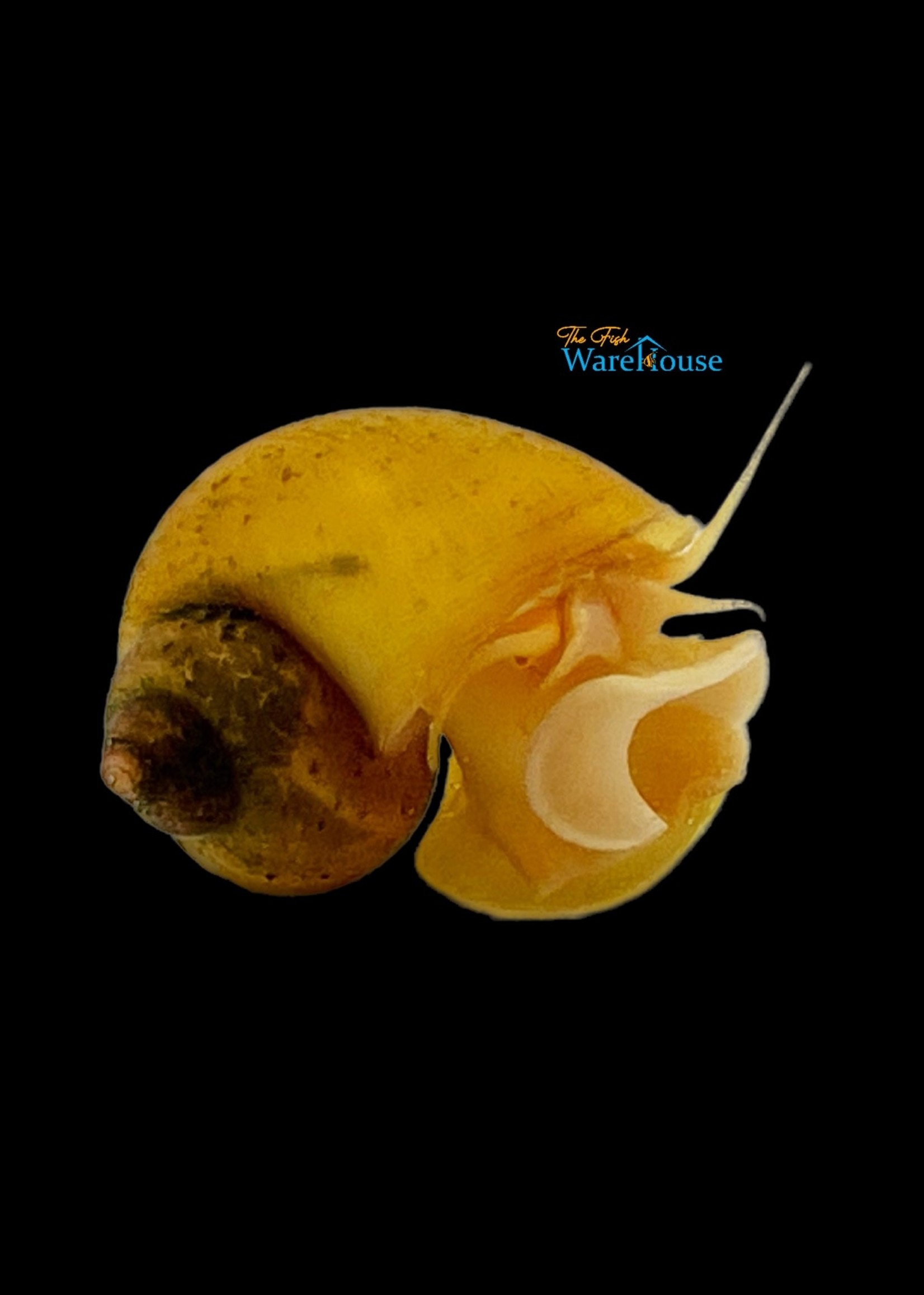 Golden Snail (Pomacea canaliculata)