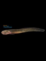 Worm Goby